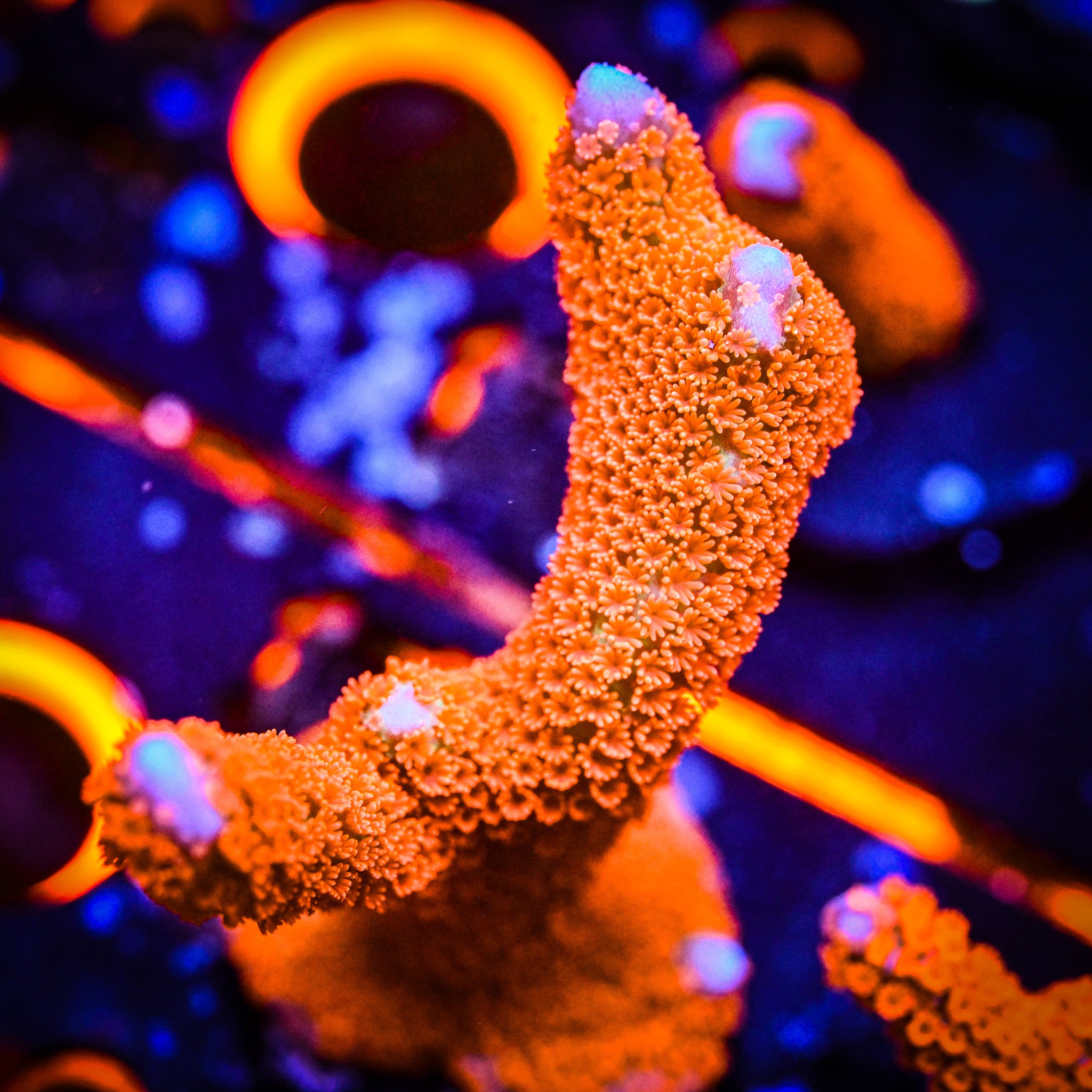 RC Forest Fire Montipora Digitata *WYSIWYG*