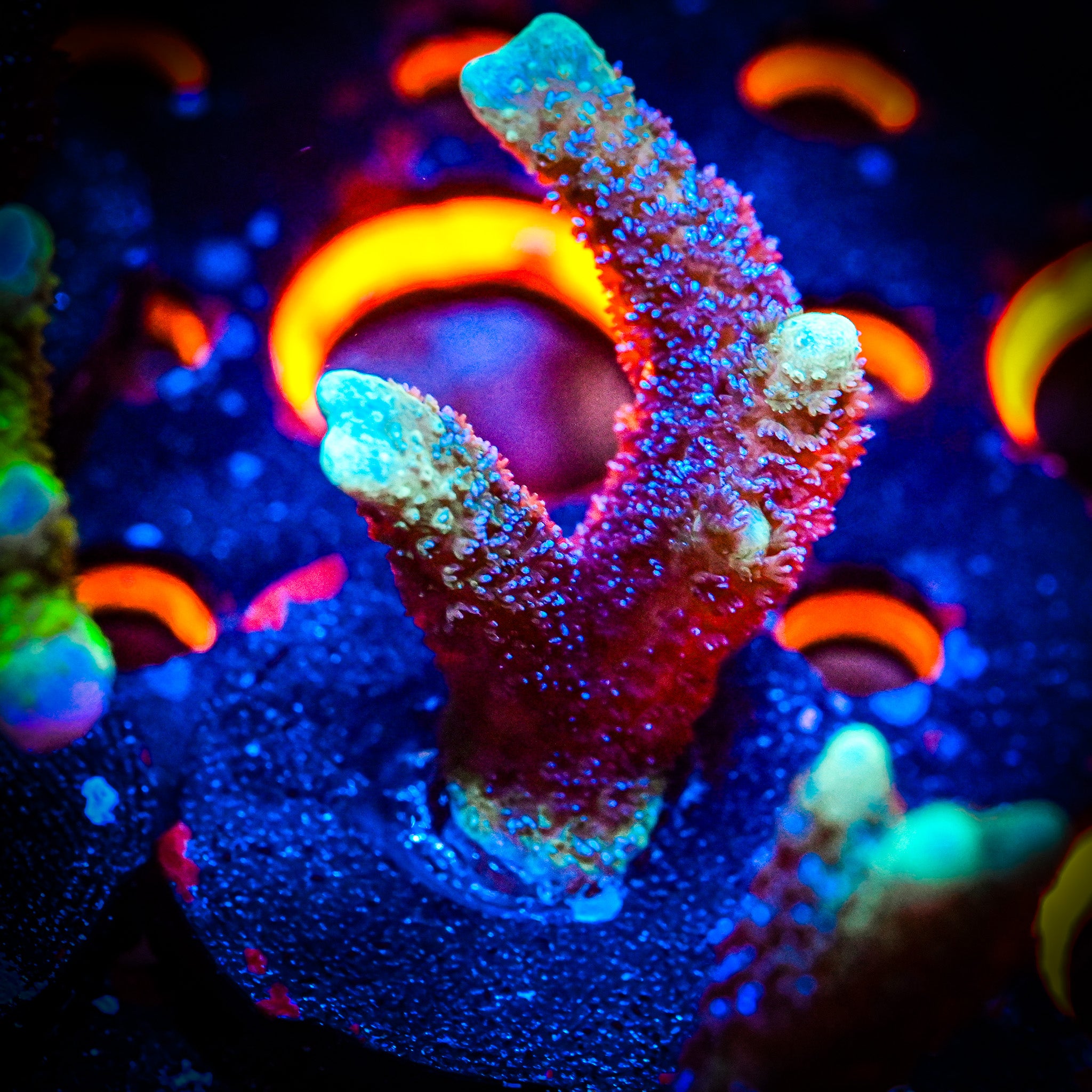 RC Electric Blue Montipora Digitata *WYSIWYG*