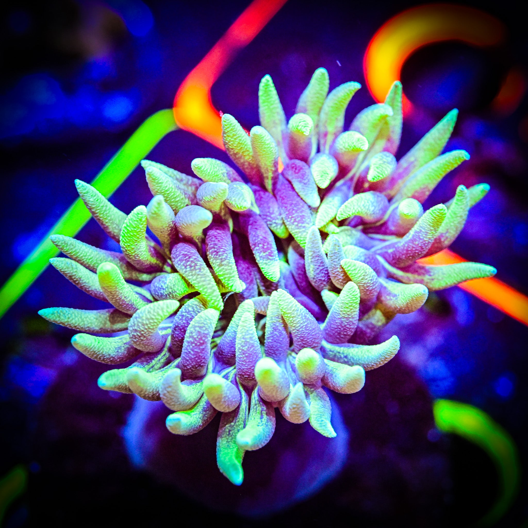 RC Single Head Duncan Coral *WYSIWYG*