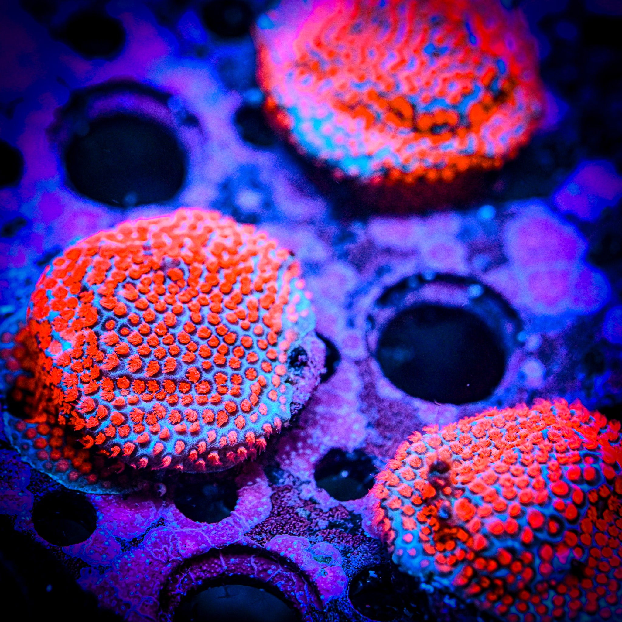 RC Superman Porites Frag