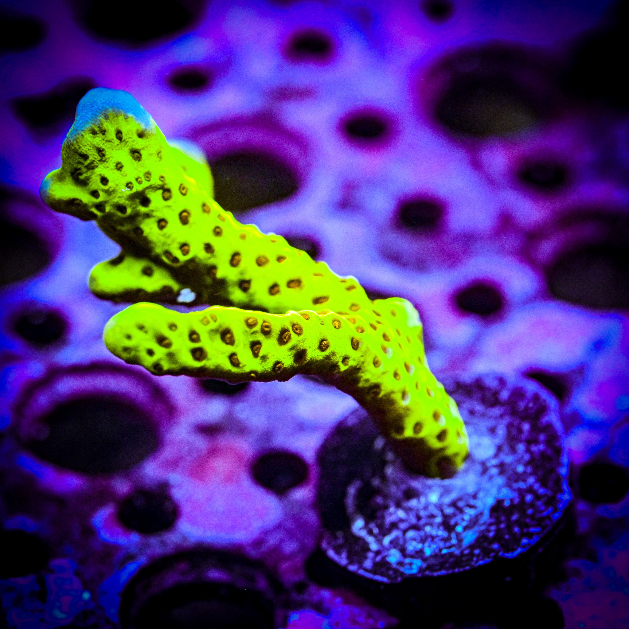 RC Yellow Highlighter Spongode *WYSIWYG*