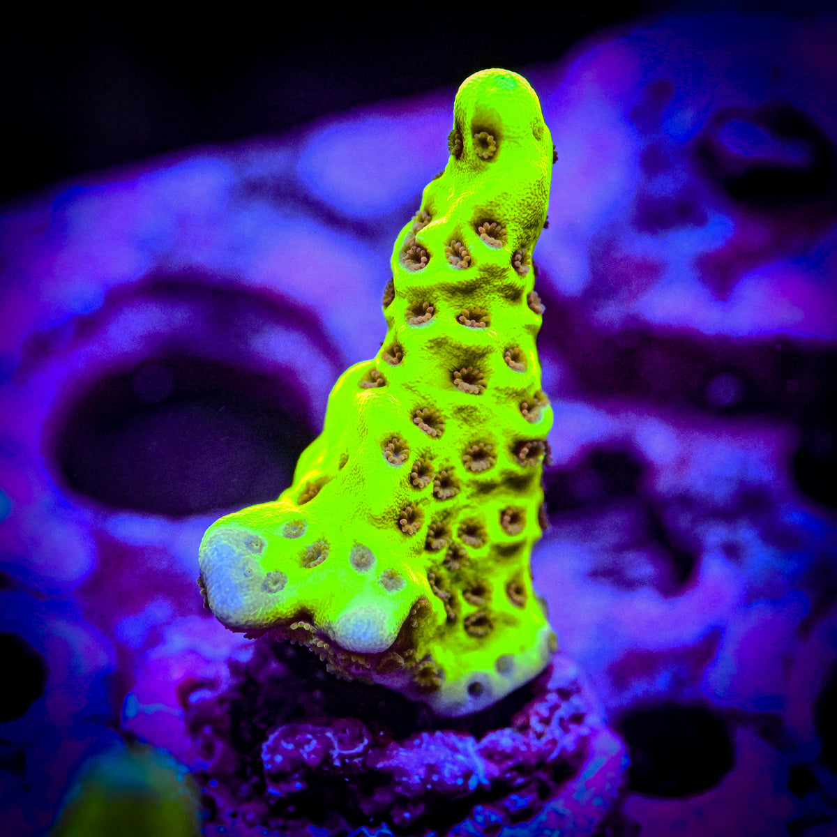 RC Yellow Highlighter Spongode *WYSIWYG*