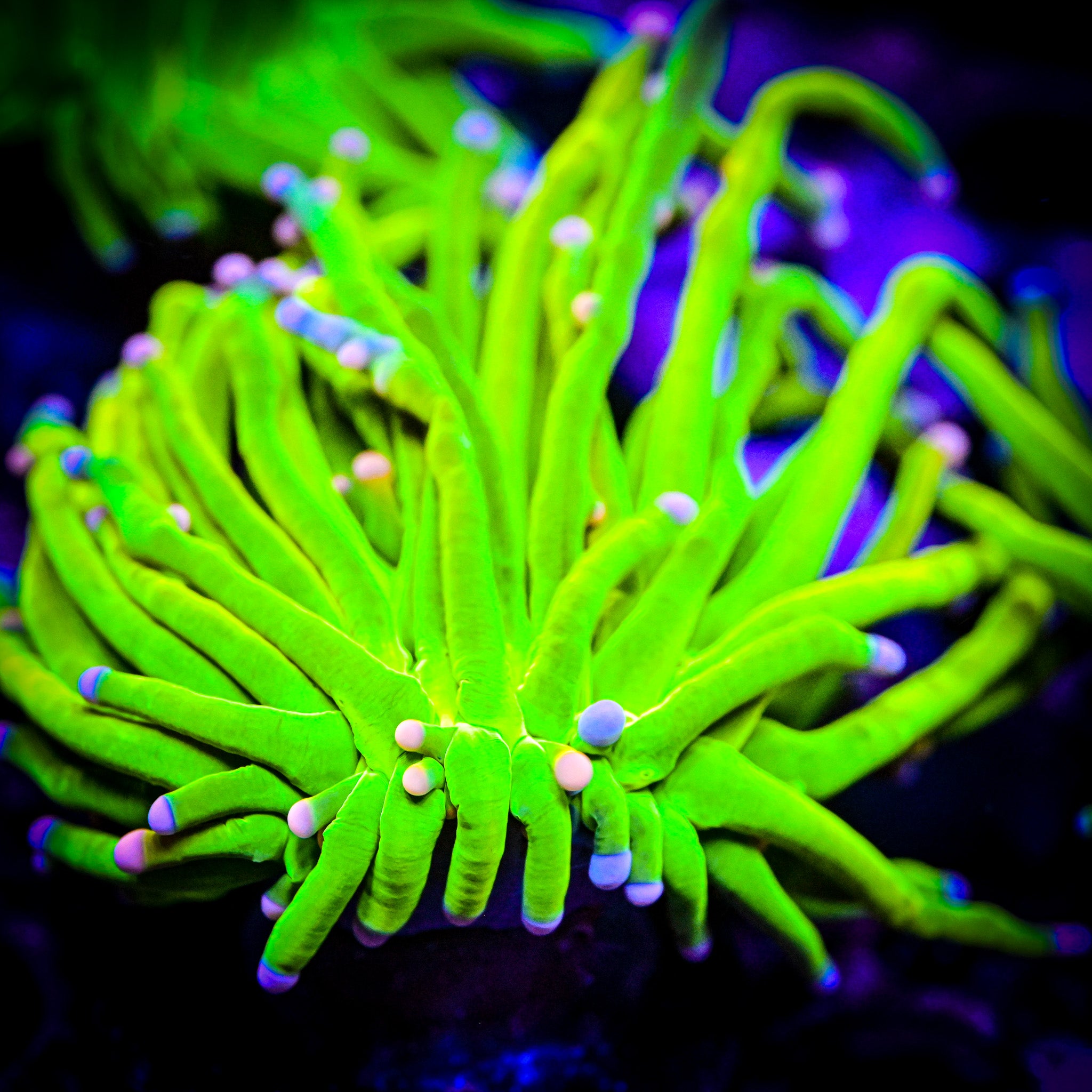 HG Cotton Candy Torch *WYSIWYG*