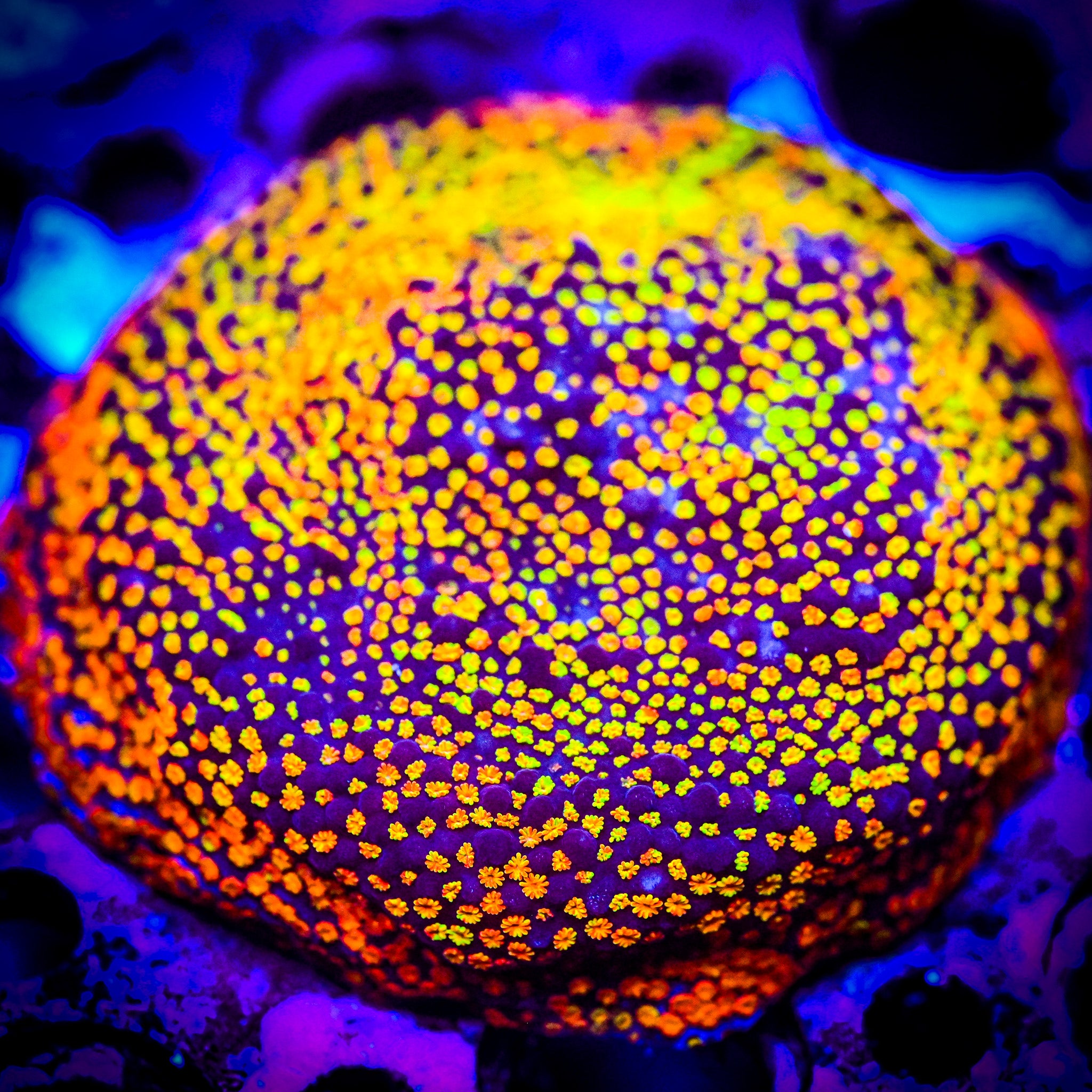 XL Confused Rainbow Montipora Frag WYSIWYG