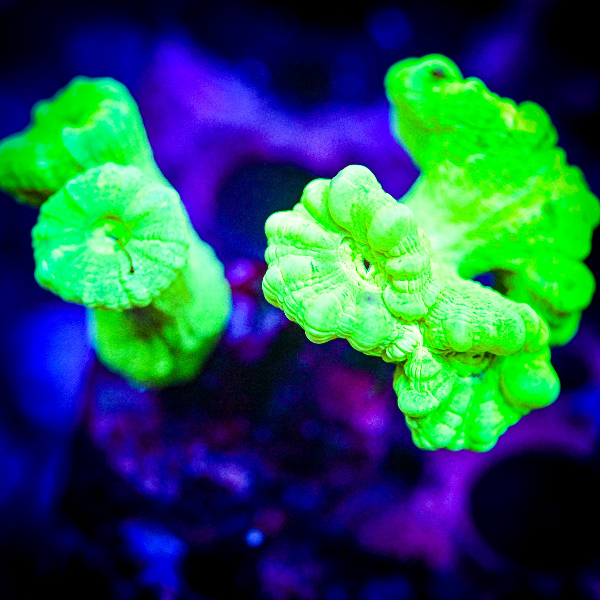 Kryptonite Candy Cane *WYSIWYG*