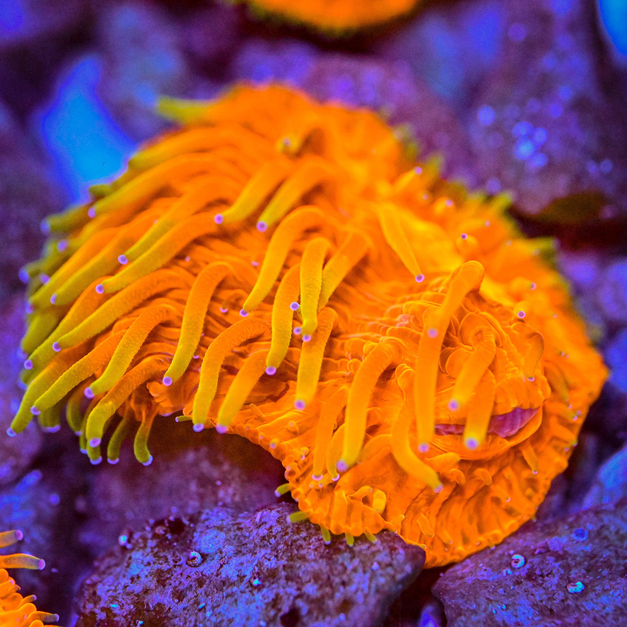 RC Radiated Fungia Coral *WYSIWYG*