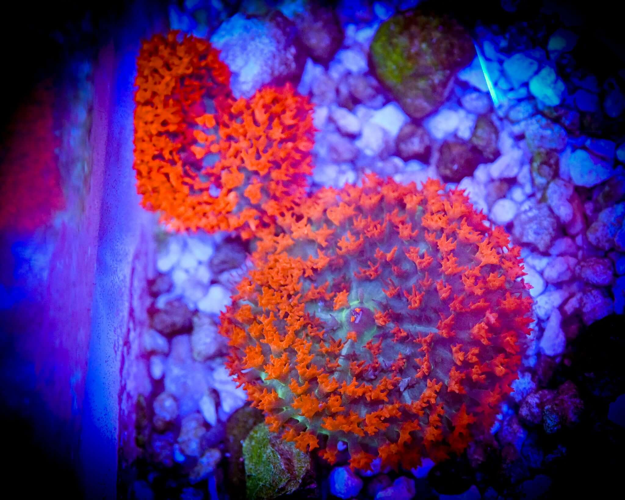 ULTRA RED SAINT THOMAS MUSHROOM