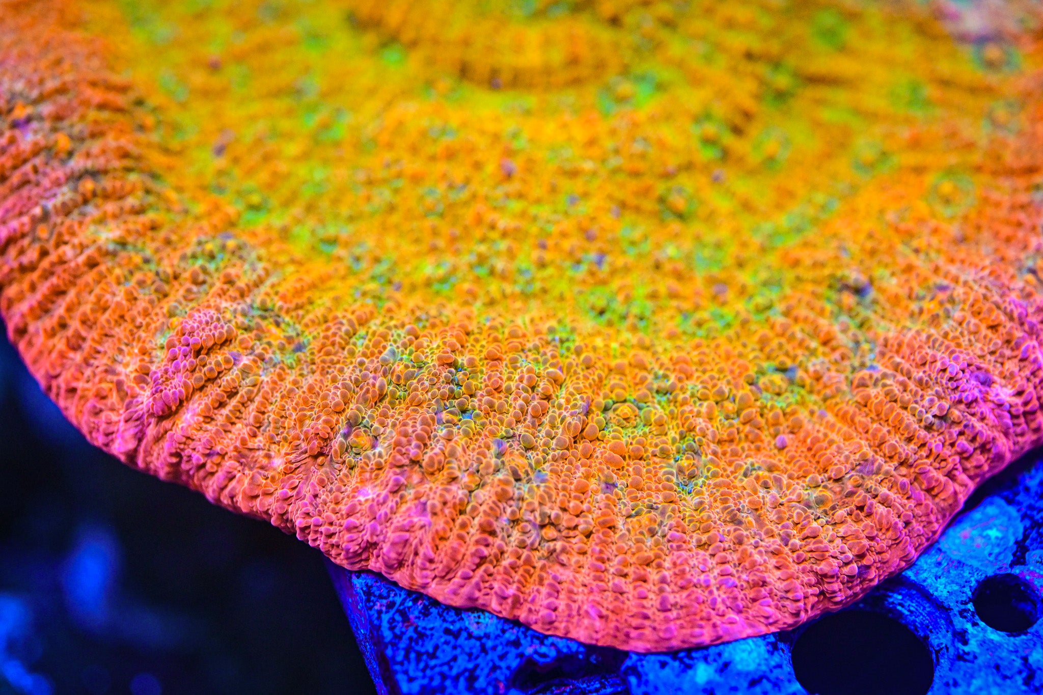 POTO Rainbow Peacock Chalice