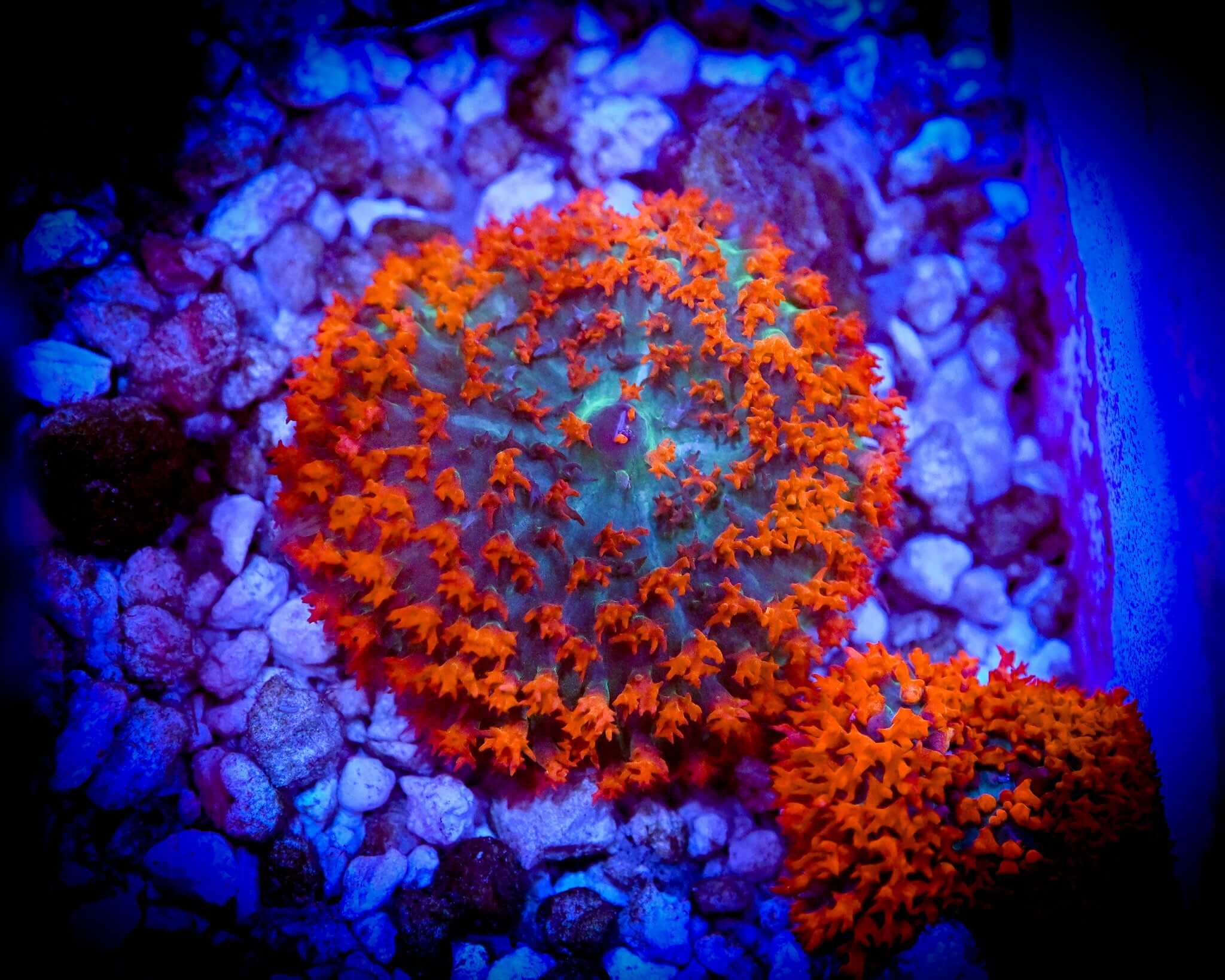 ULTRA RED SAINT THOMAS MUSHROOM
