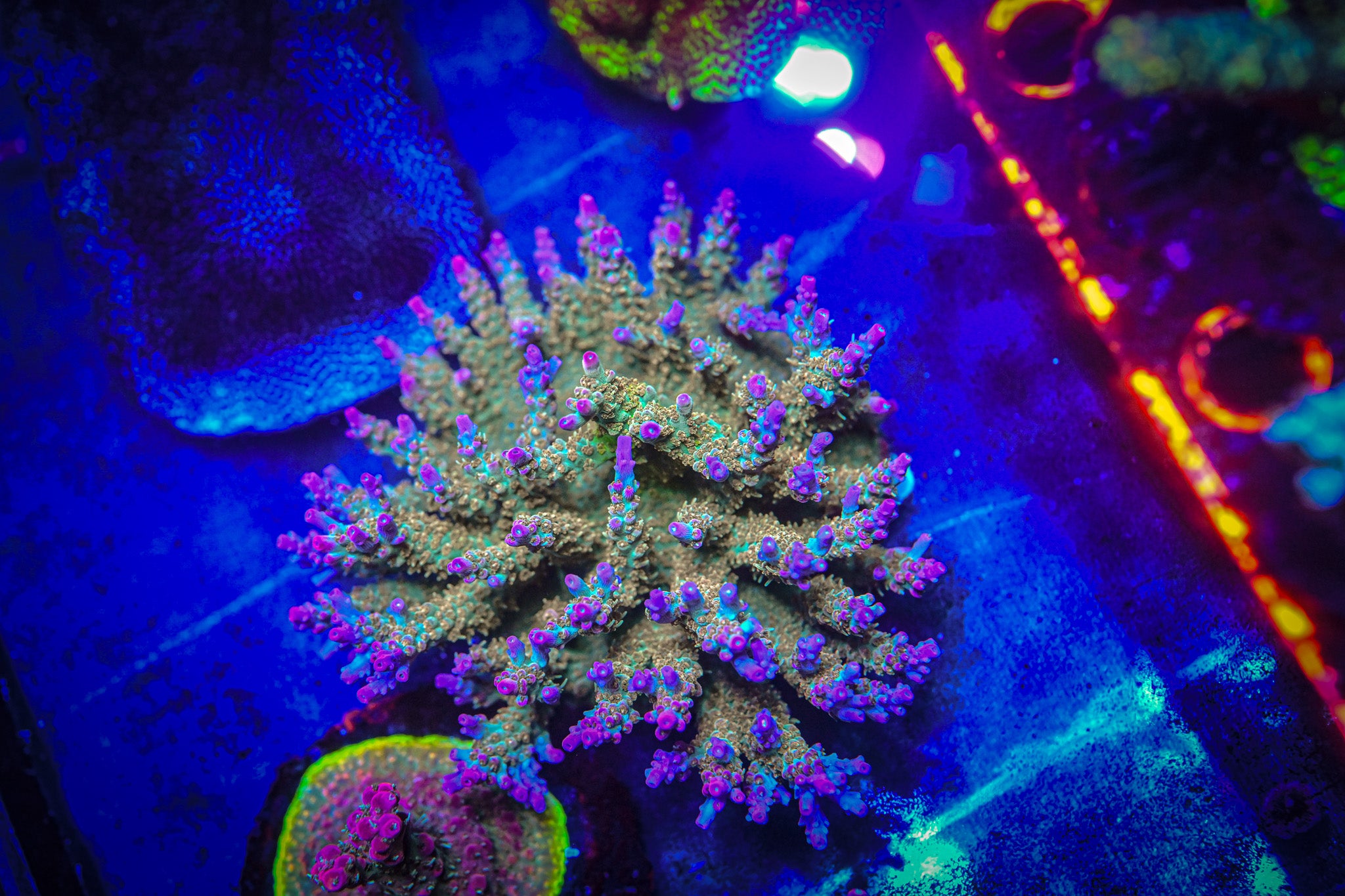RC Sweet Dreams Acropora