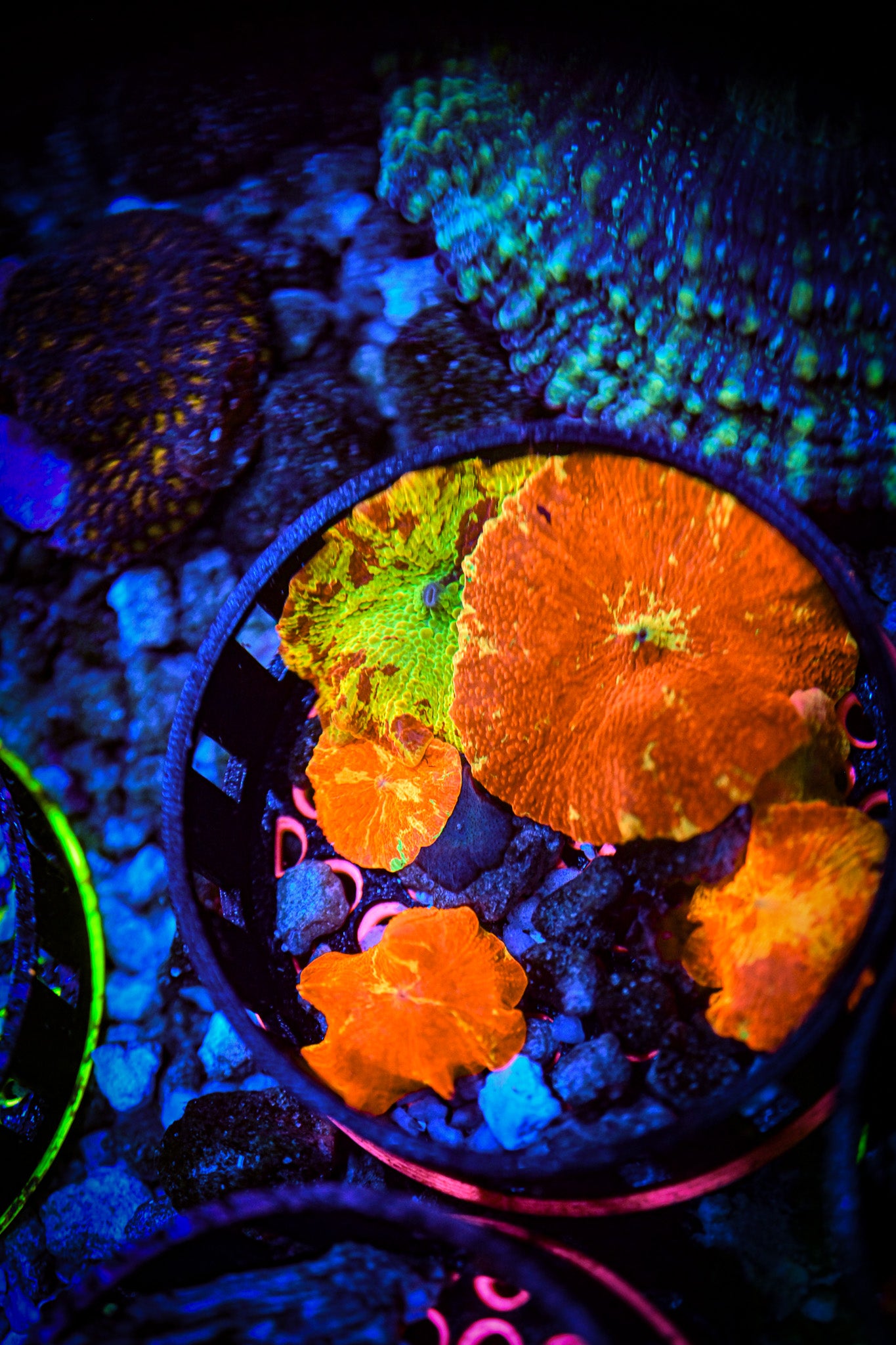 High End Jaw Breakers