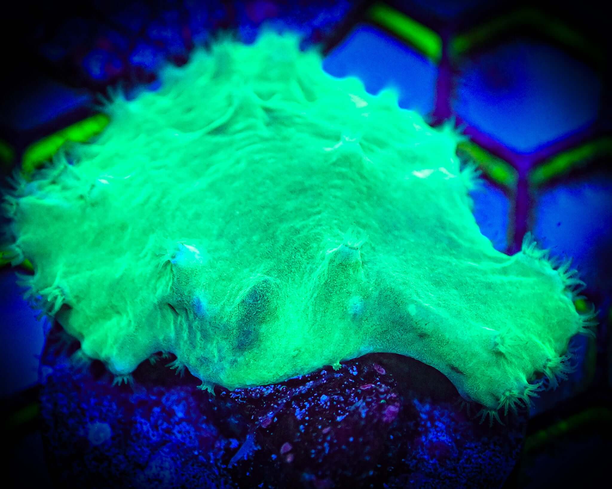 Green Cabbage Leather Frag