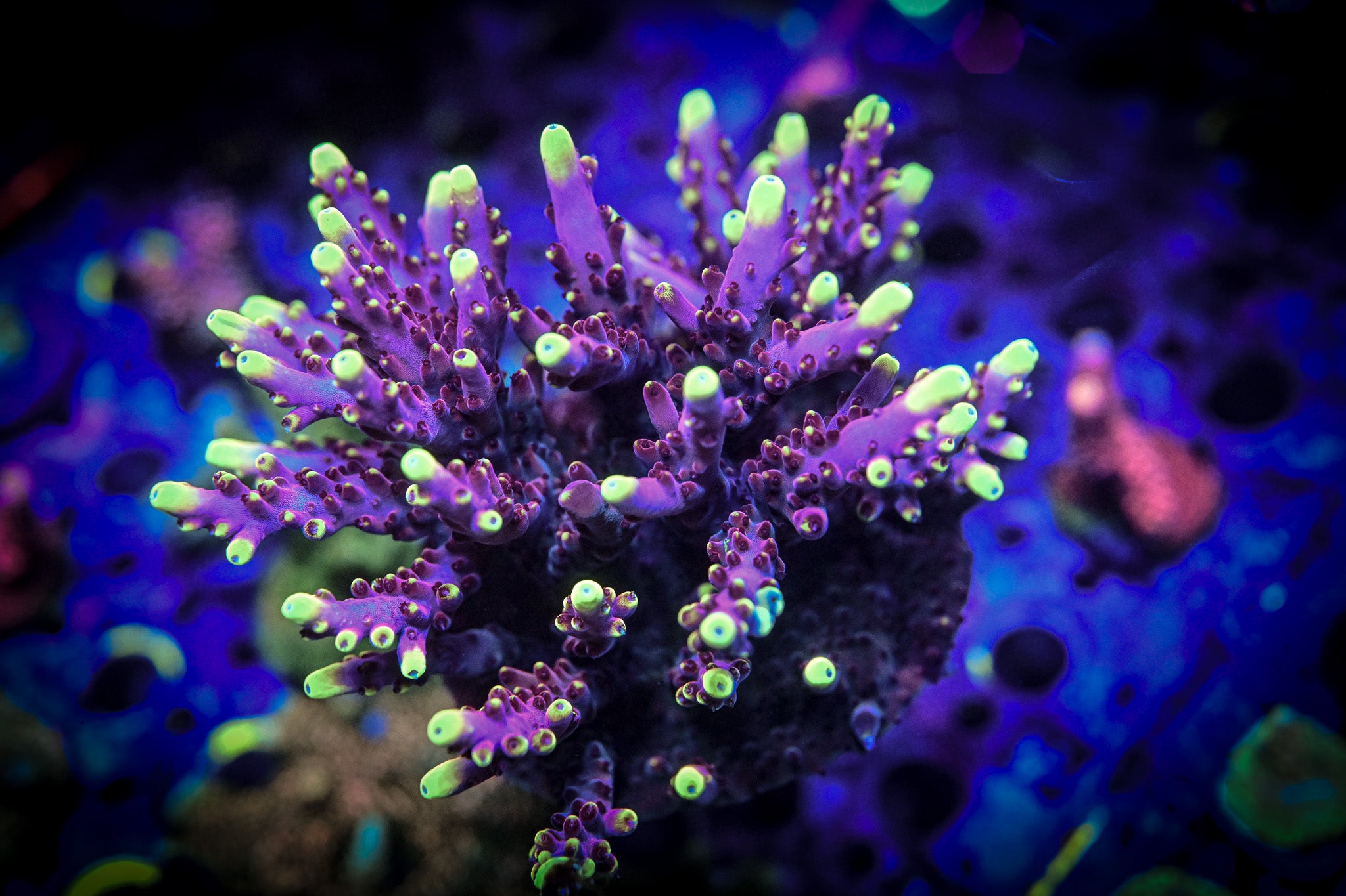 JF Fox Flame Acropora