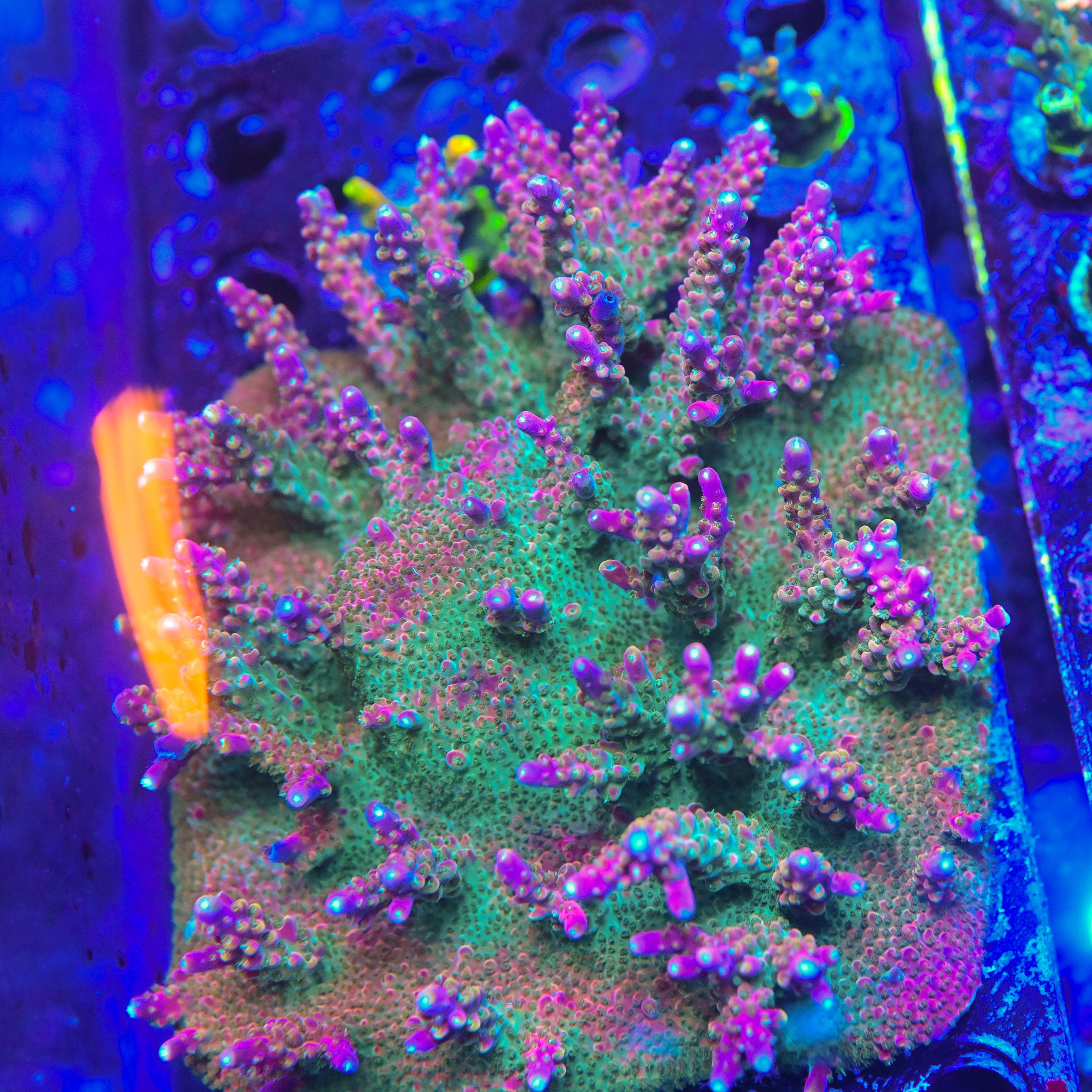 BC Bubblebath Unicorn Frag