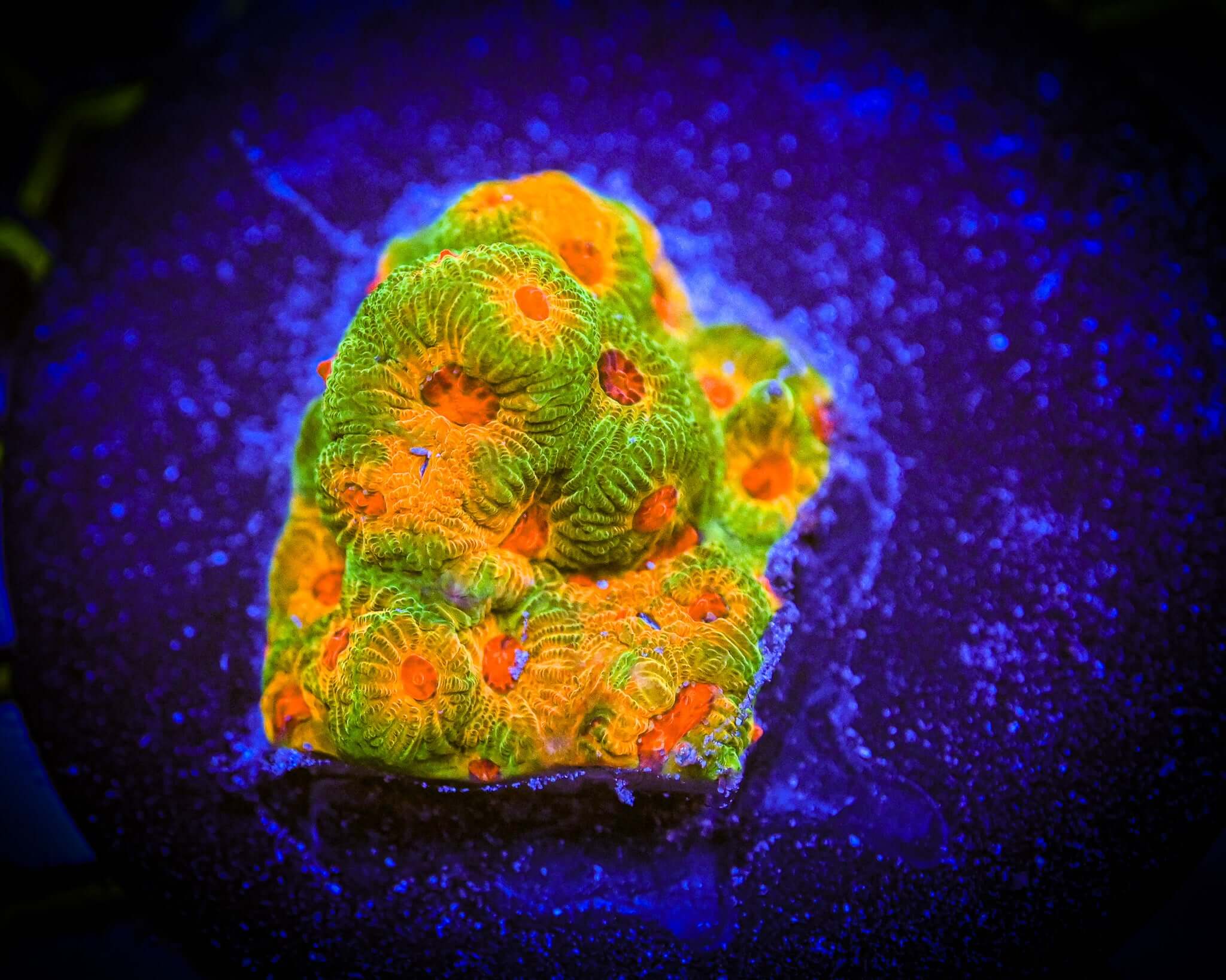RC Fascination Favia Frag