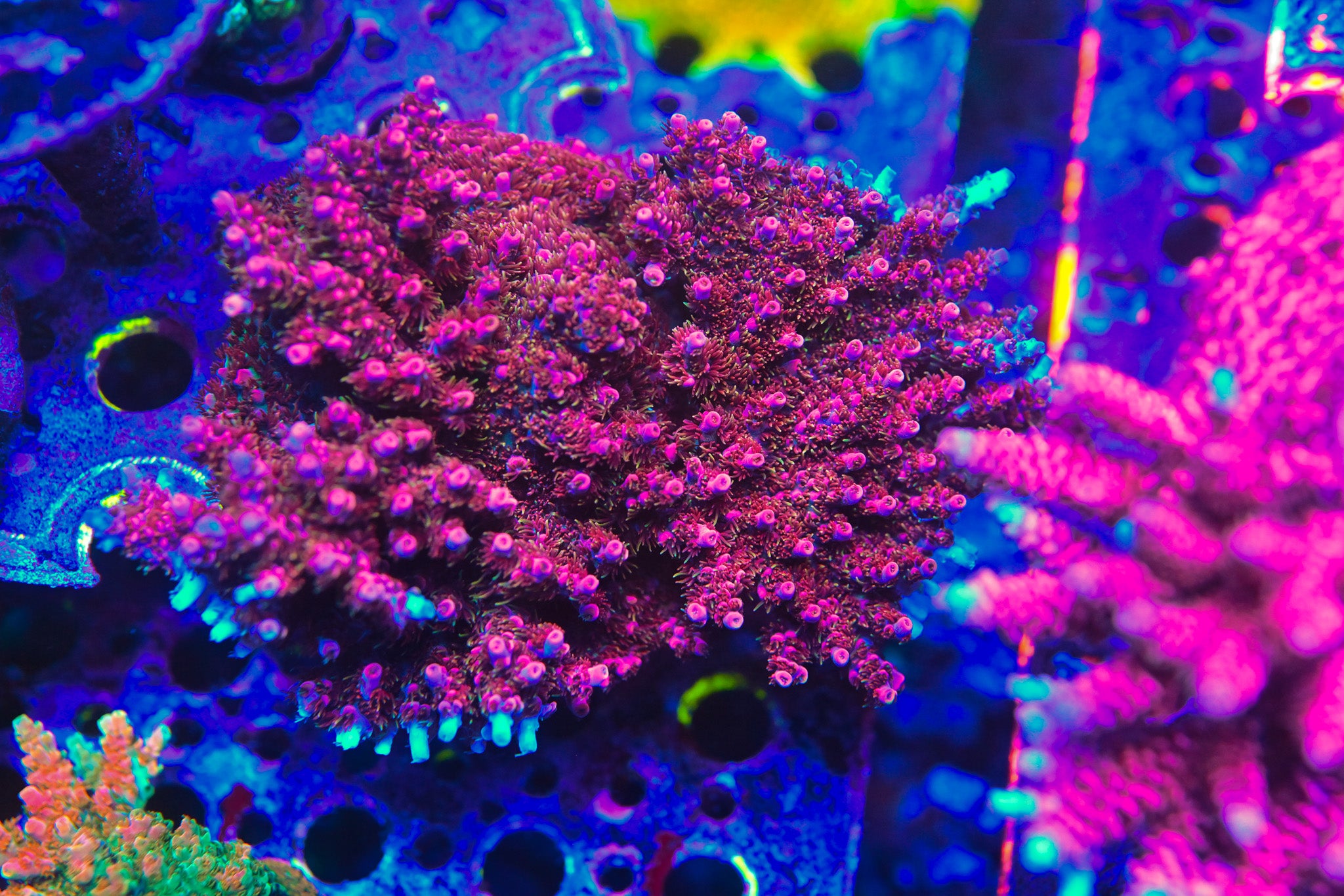 RC Pyro the Maniac Frag