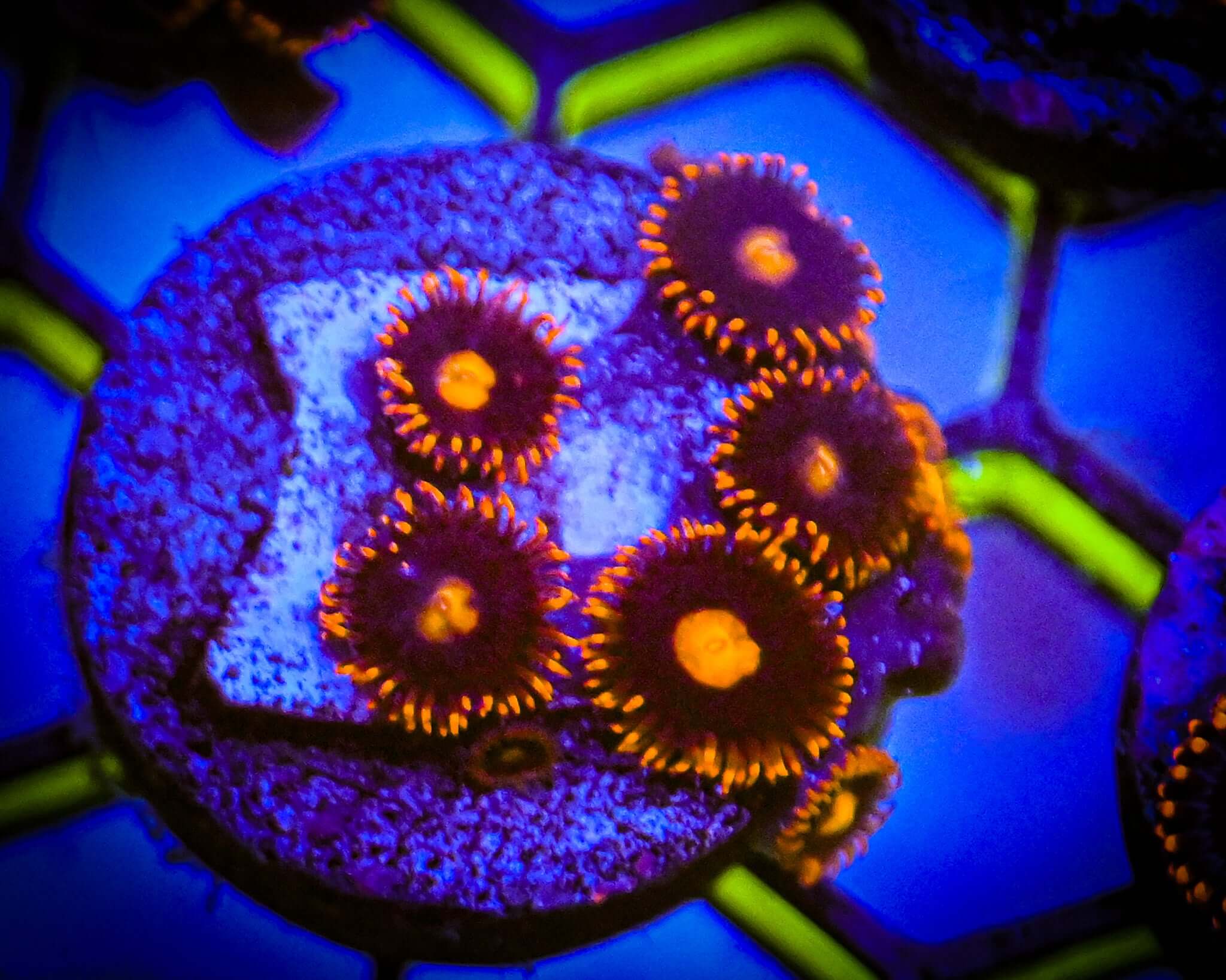 War Birds Zoanthid Frag