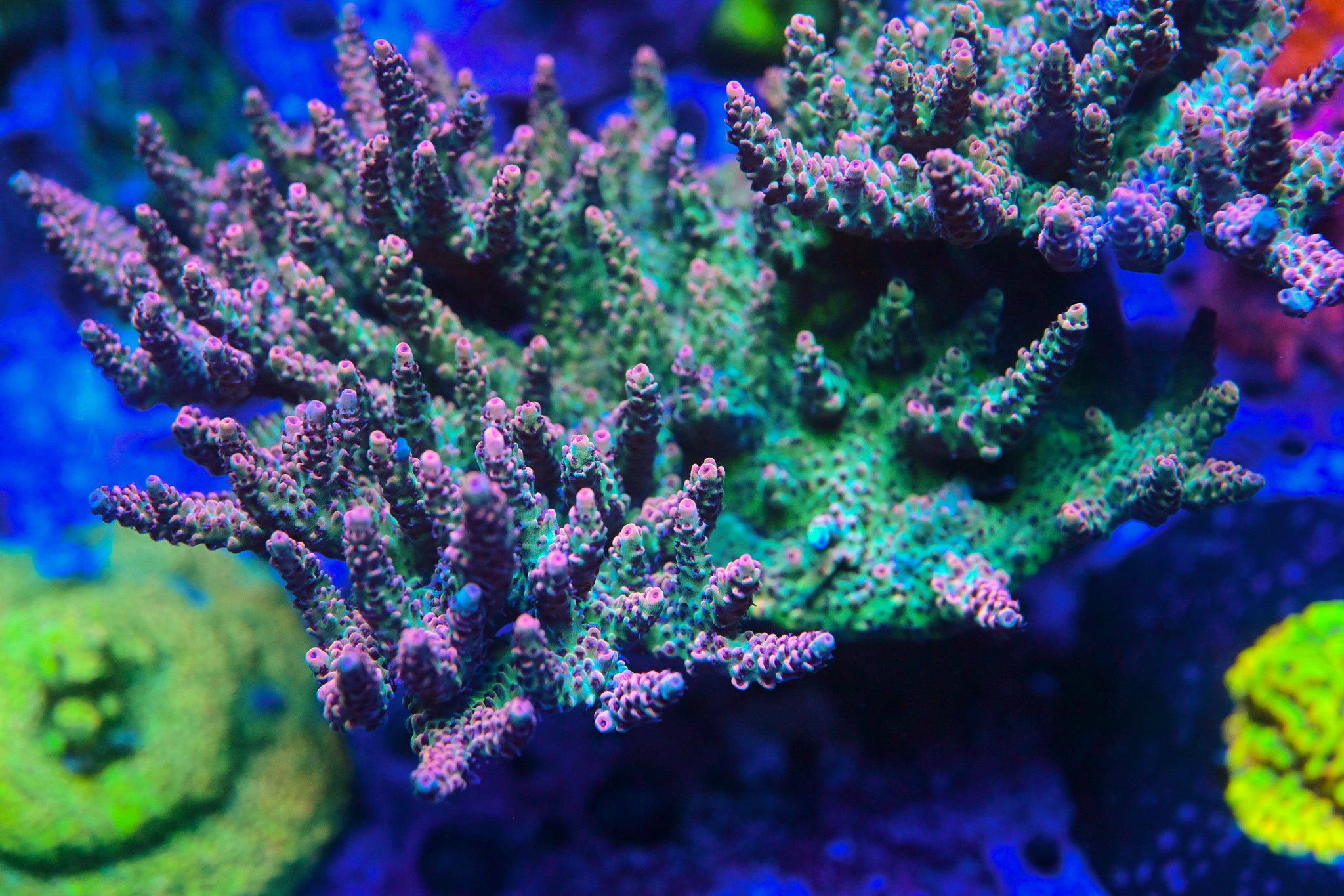 RC Cthulu Acropora Frag