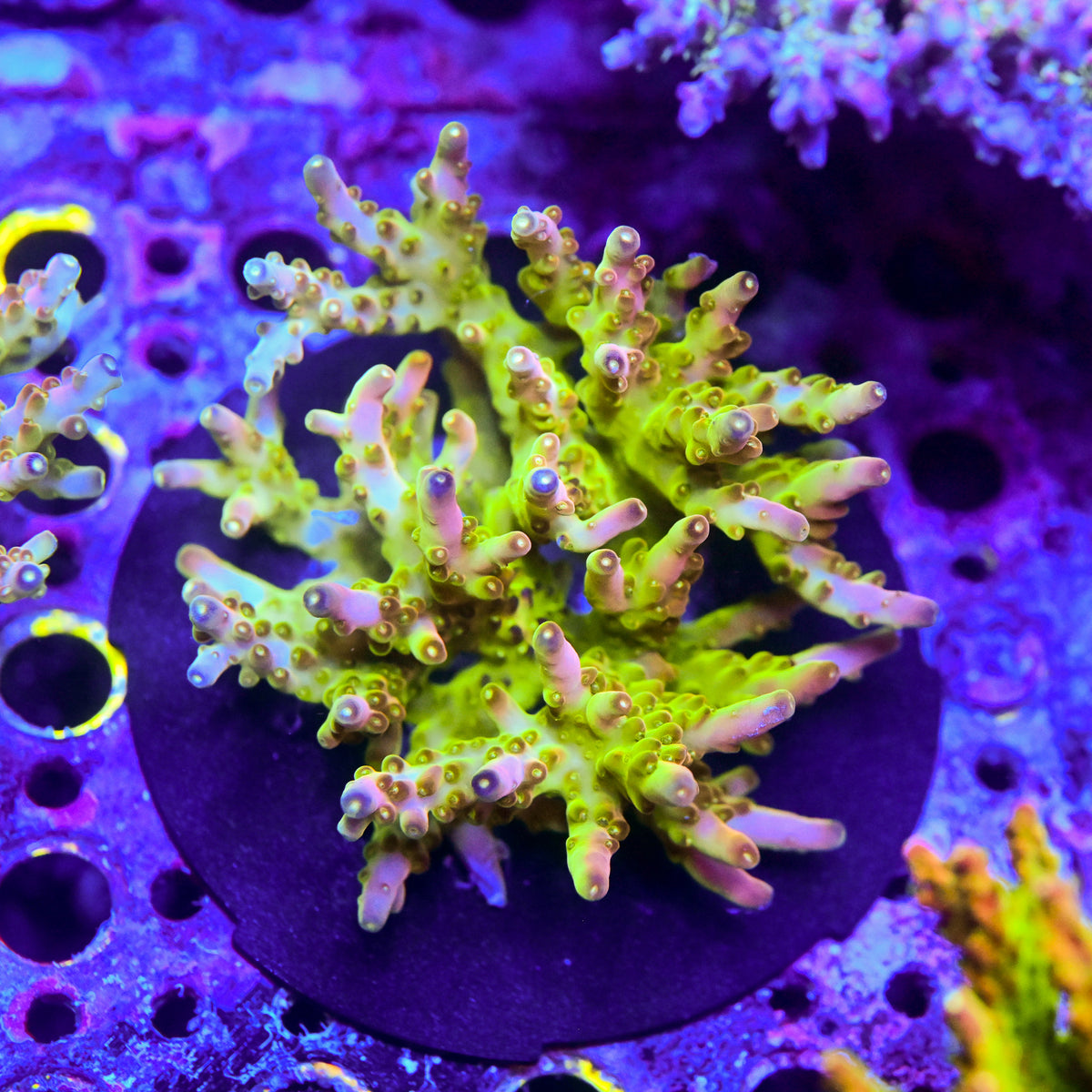 RC Lucky the Leprechaun Acropora *CUT TO ORDER*
