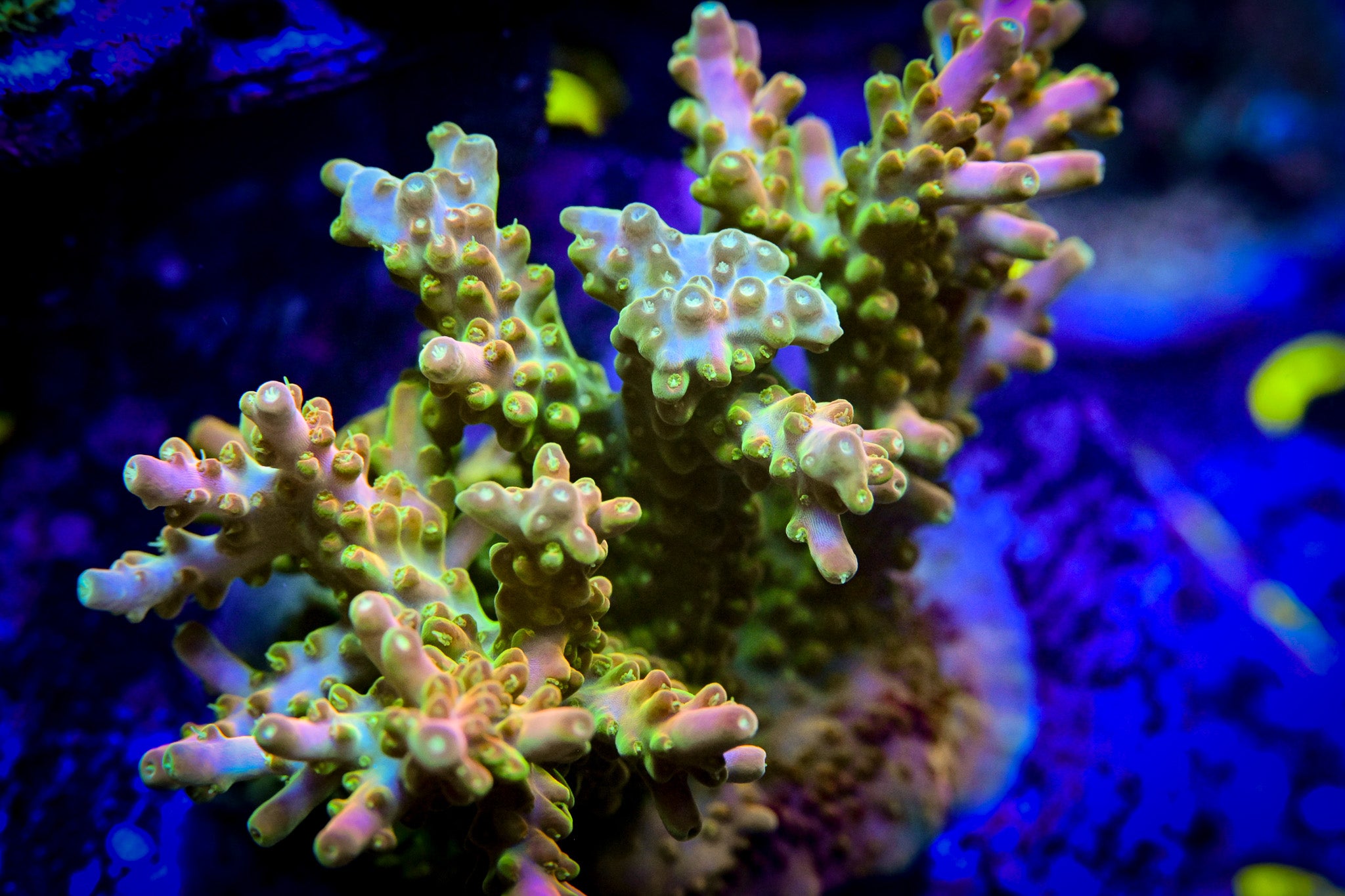 RC Lucky the Leprechaun Acropora