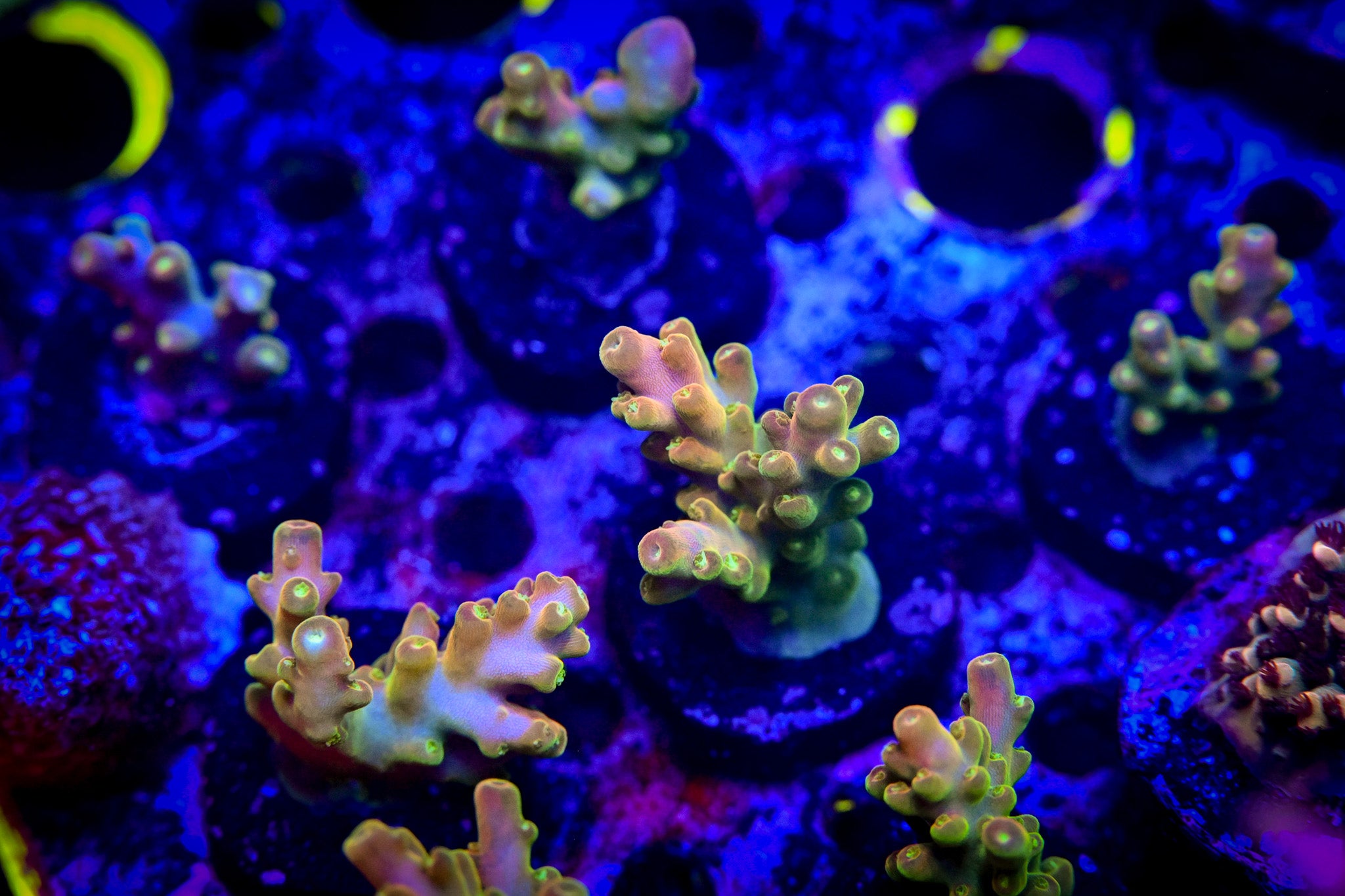 RC Lucky the Leprechaun Acropora