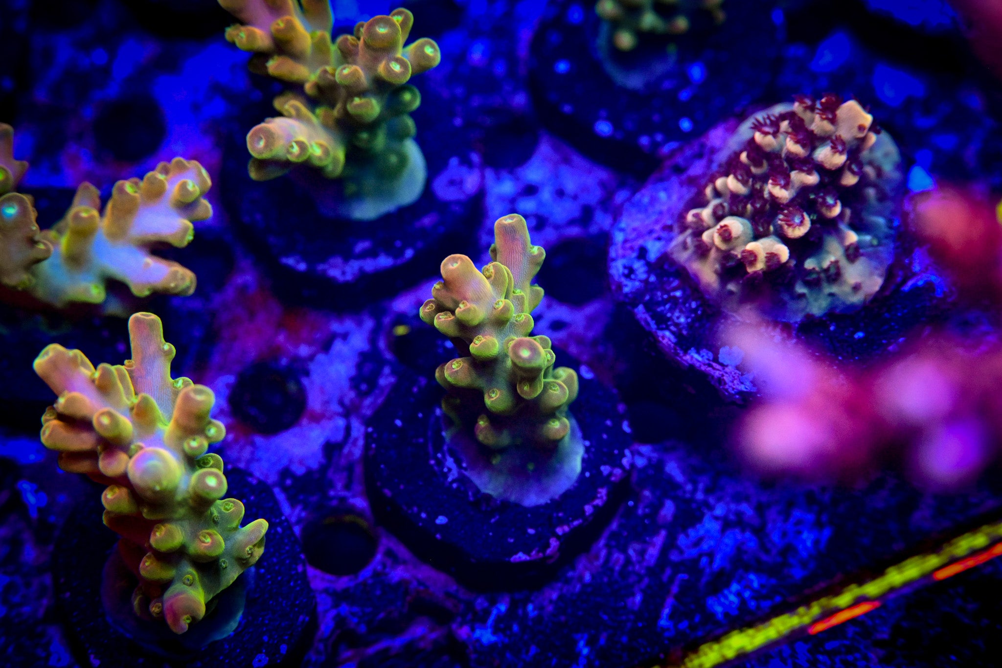 RC Lucky the Leprechaun Acropora