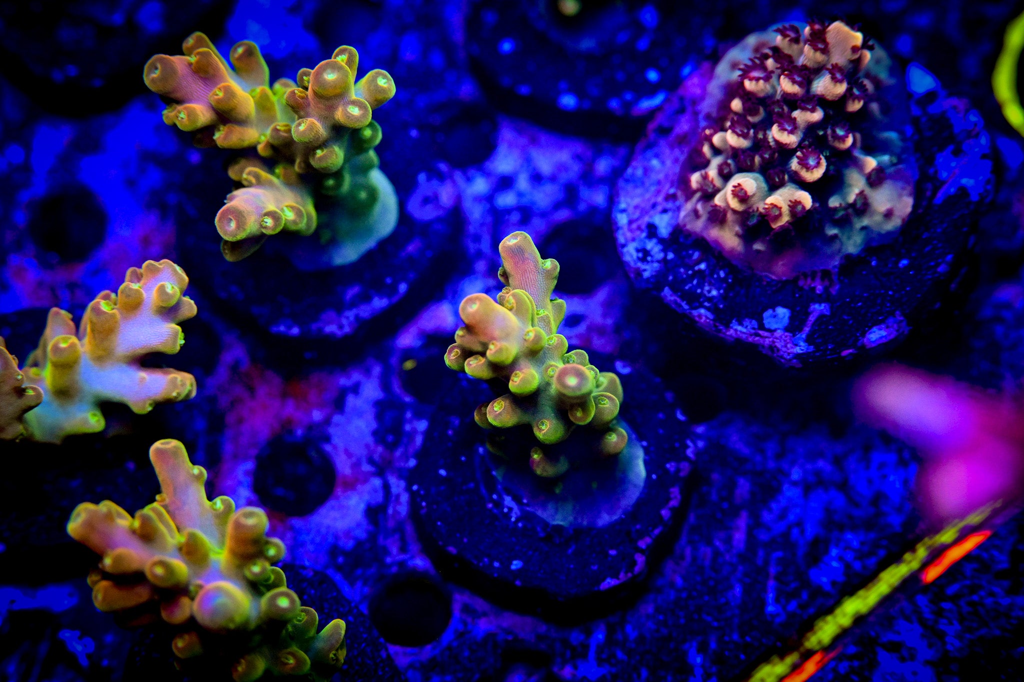 RC Lucky the Leprechaun Acropora