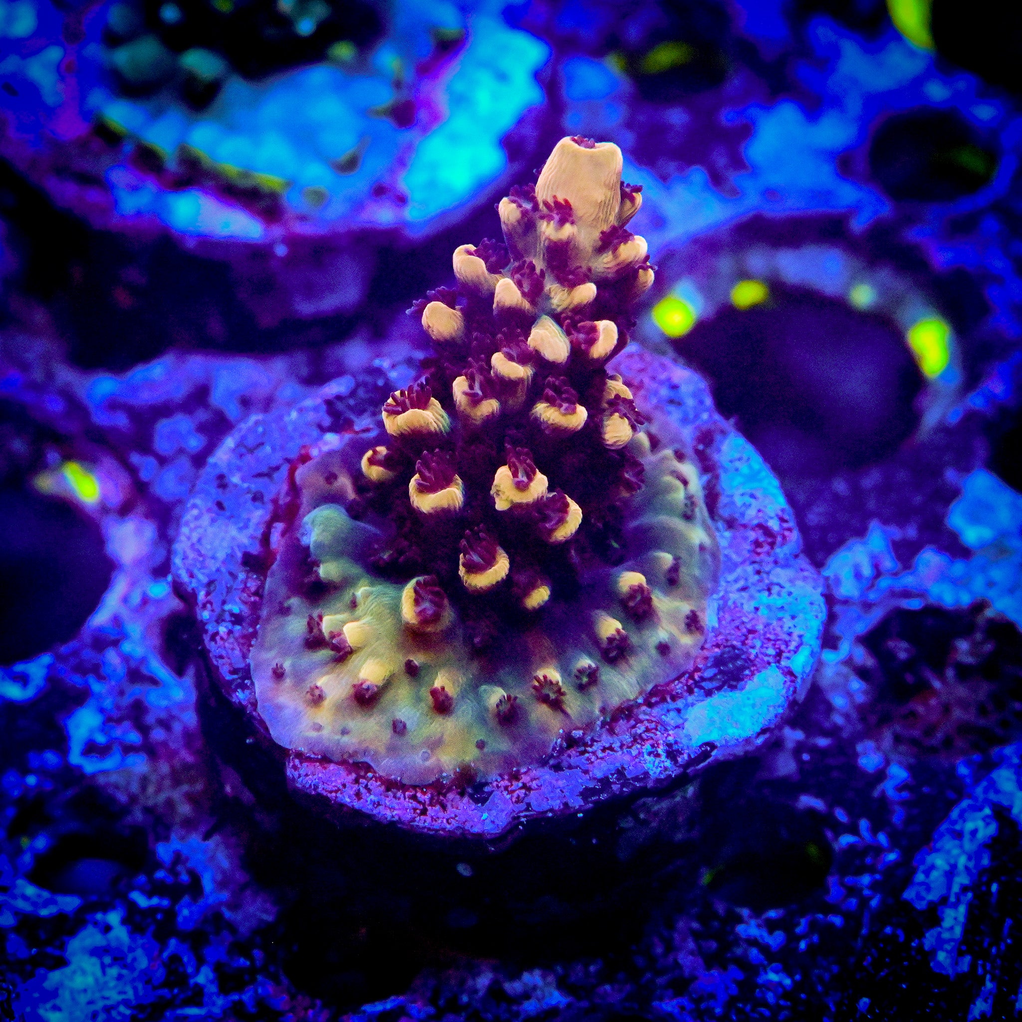 RC Blueberry Crumble Acropora
