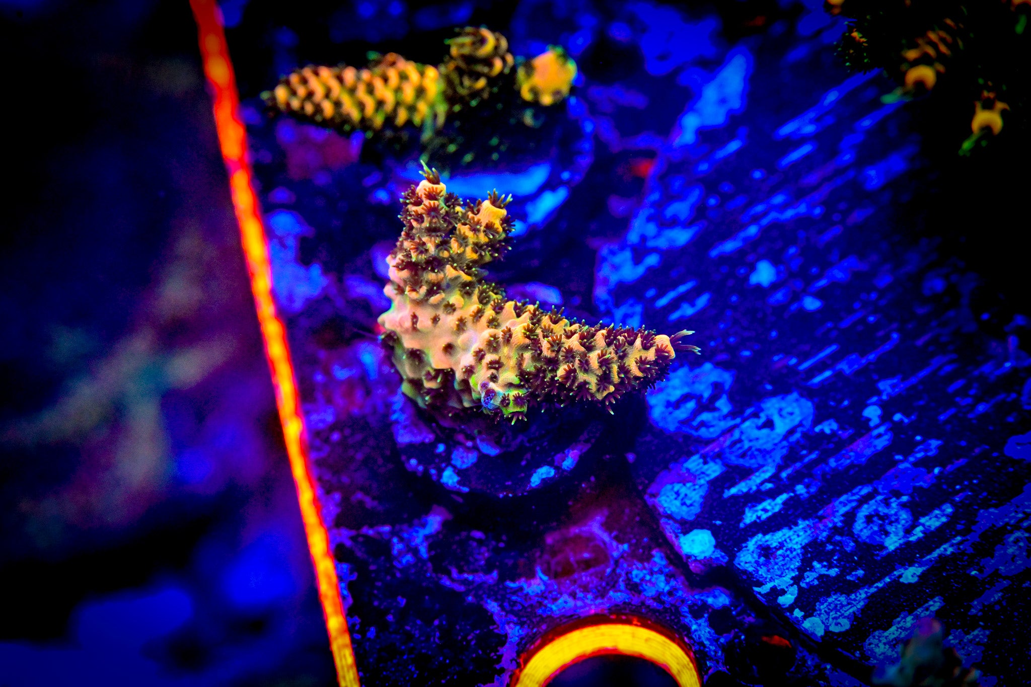 RC Tiger Bomb Acropora Frag