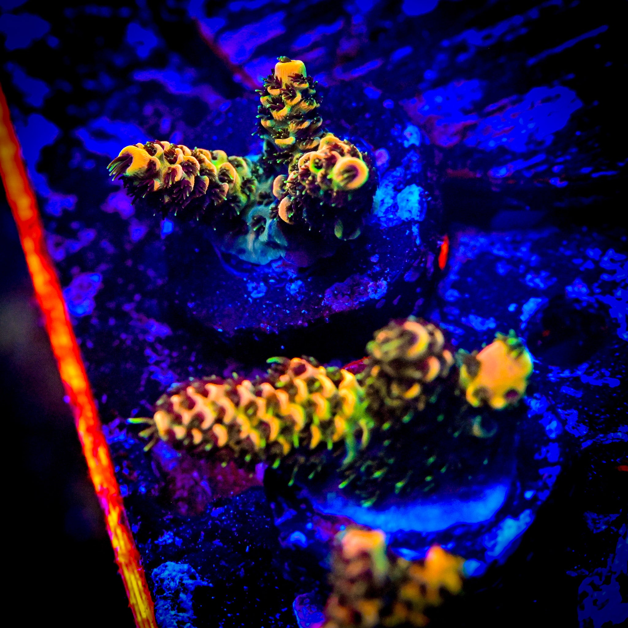RC Tiger Bomb Acropora Frag