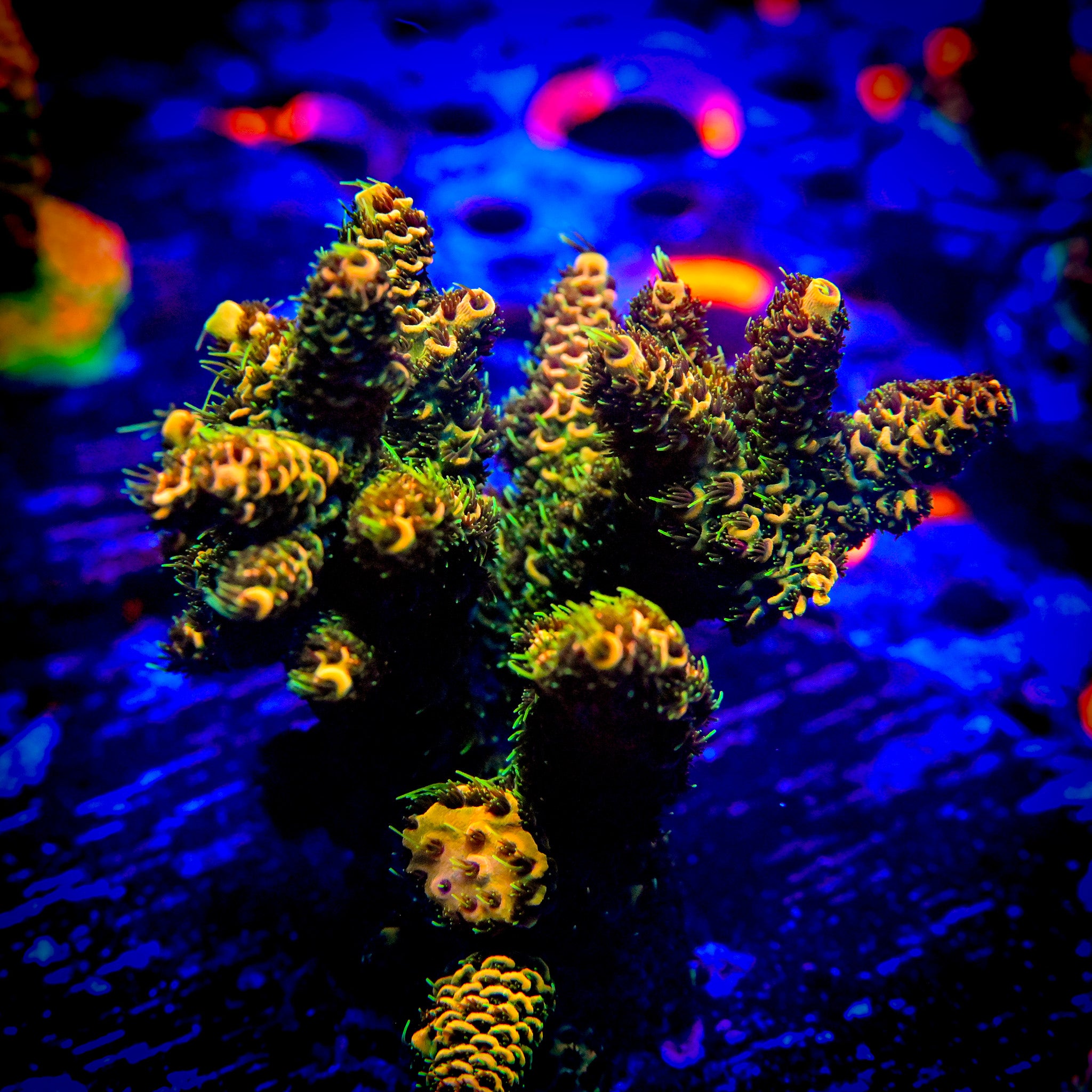 RC Tiger Bomb Acropora Frag
