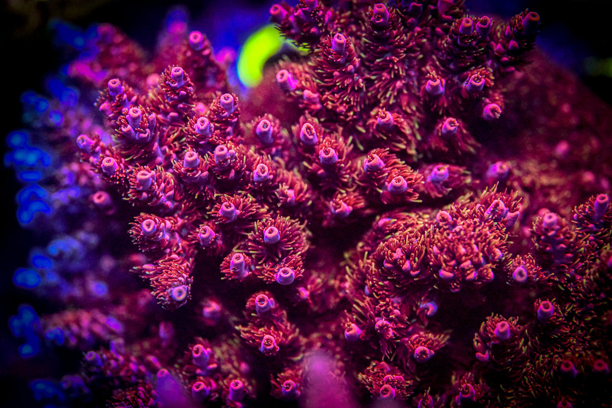 RC Pyro the Maniac Frag
