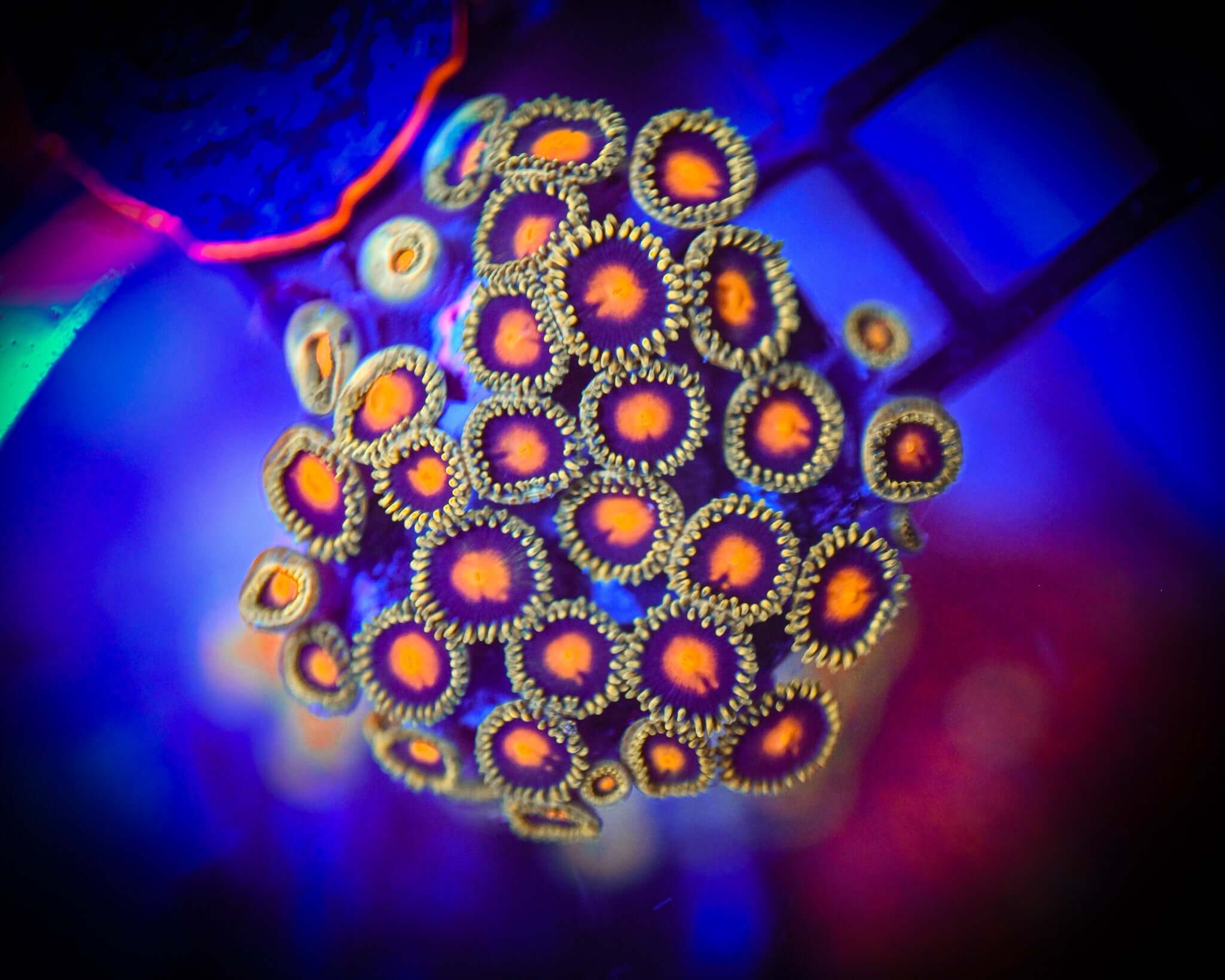 RC Yellow Brick Road Zoanthids