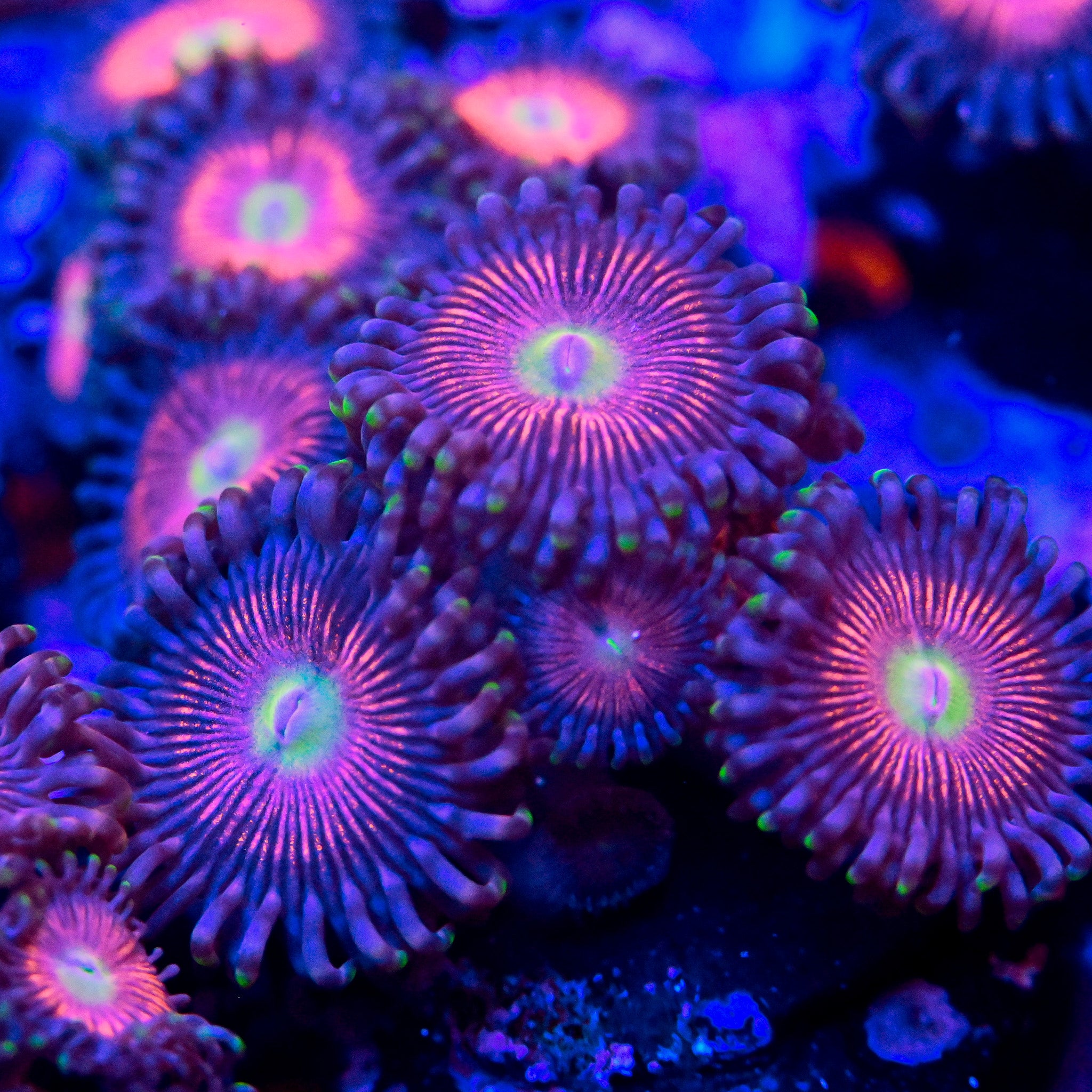 RC Pretty Pink Paly Frag