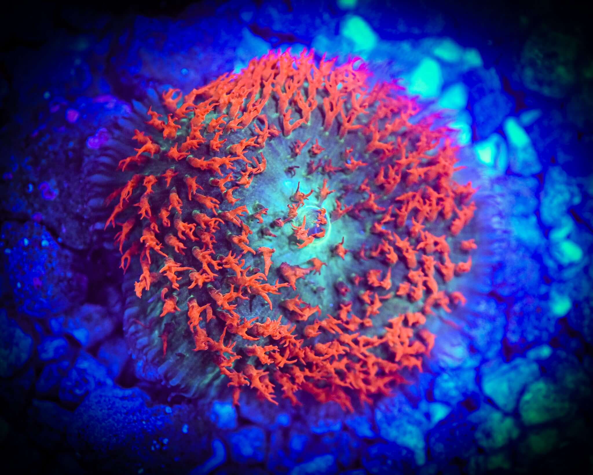 ULTRA RED SAINT THOMAS MUSHROOM