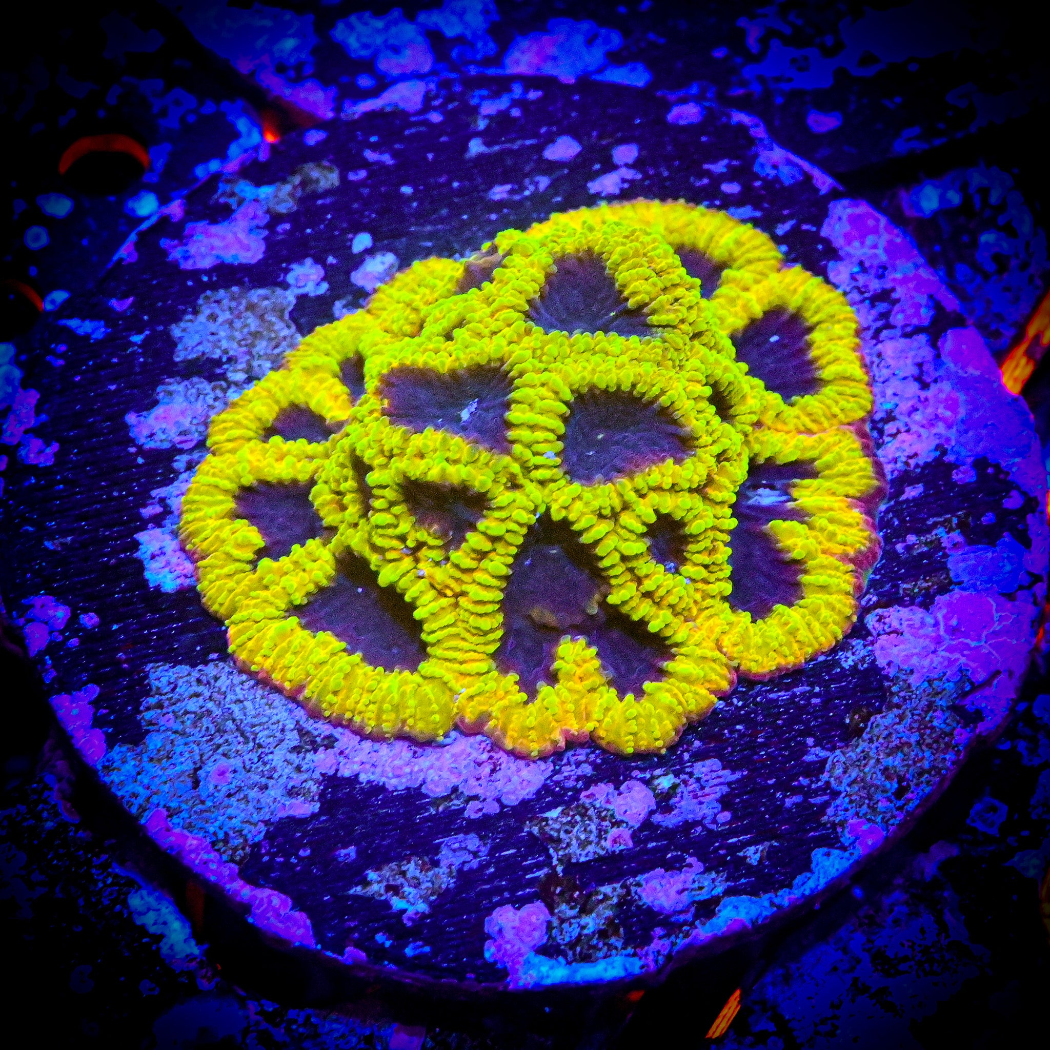 RC Wolverine Favia Frag