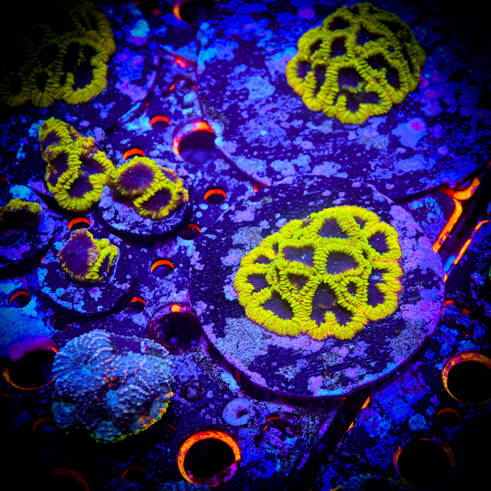 RC Wolverine Favia Frag