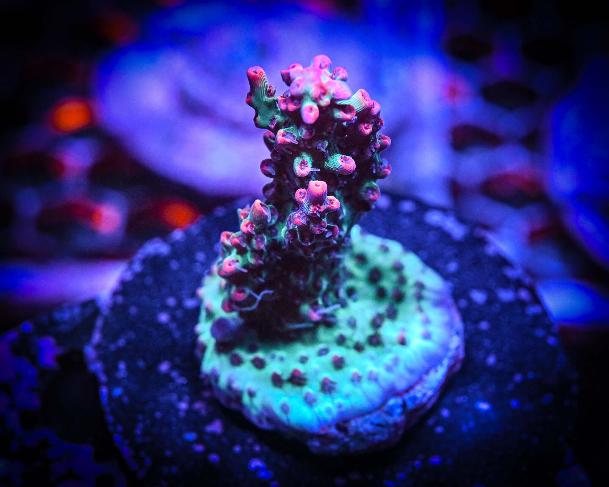 RC Strawberry Shortcake Acropora Frag