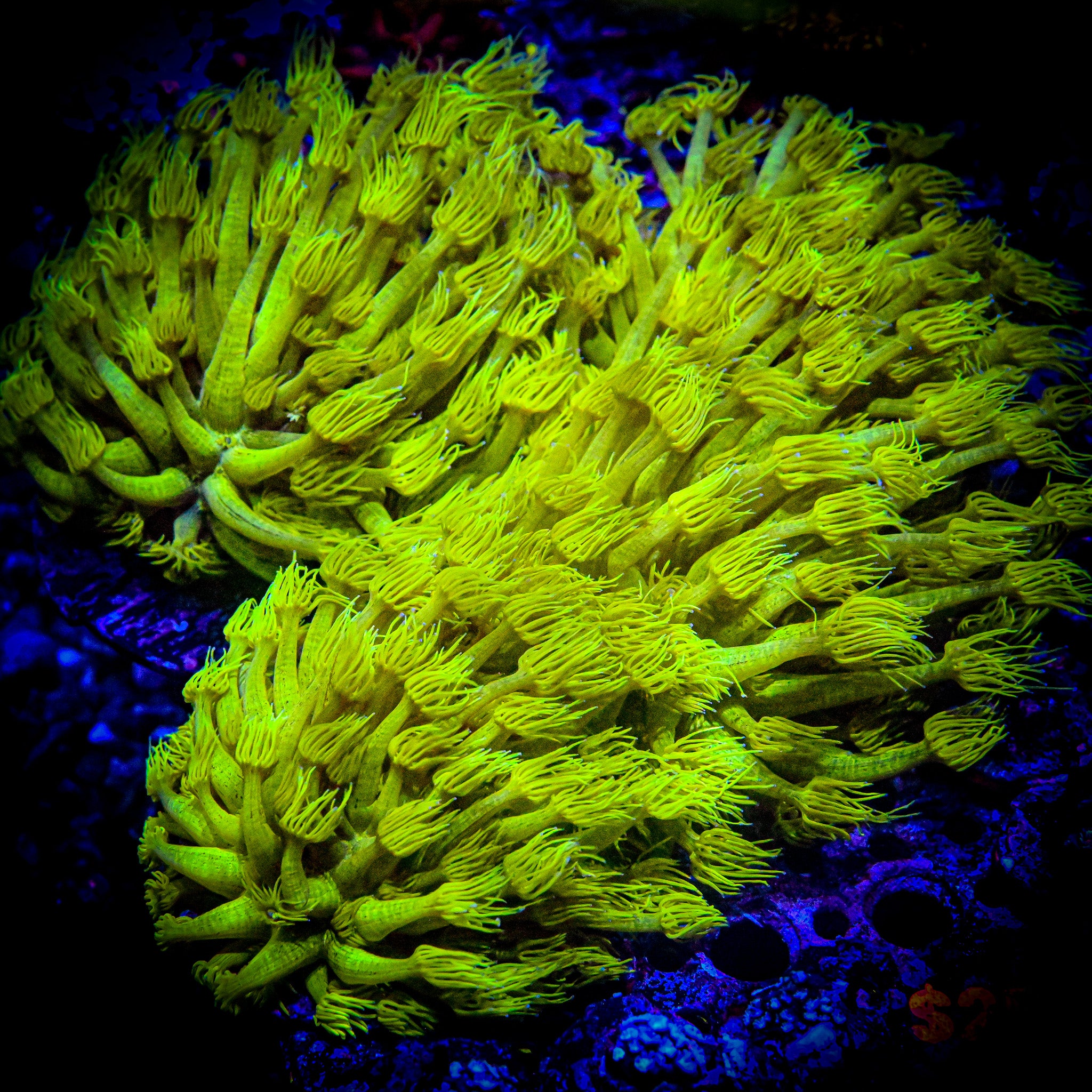 RC Yellow Highlighter Goniopora