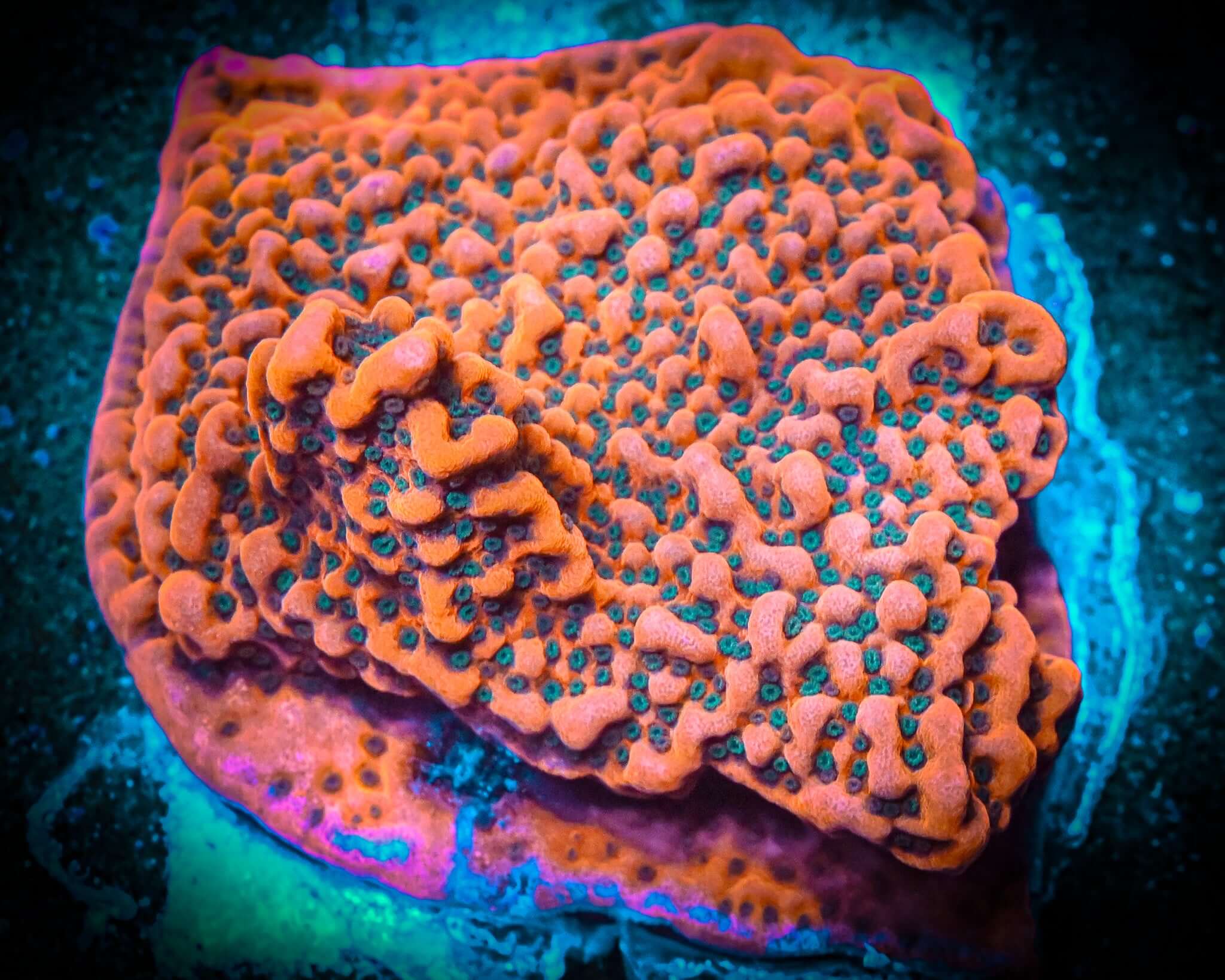 RC Tropic Thunder Monti