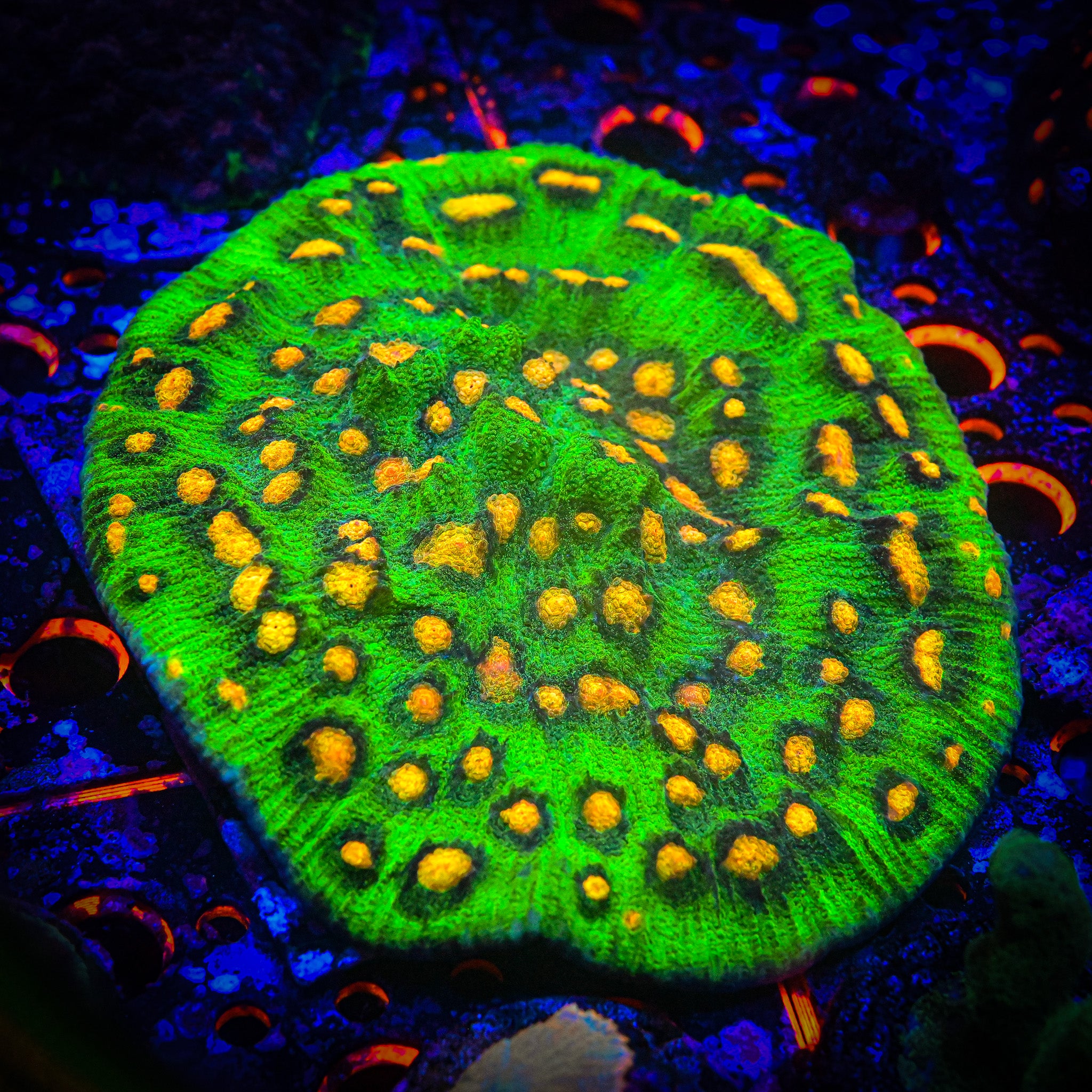 Reef Chasers | Buy Corals Online | JF Raja Rampage Frag