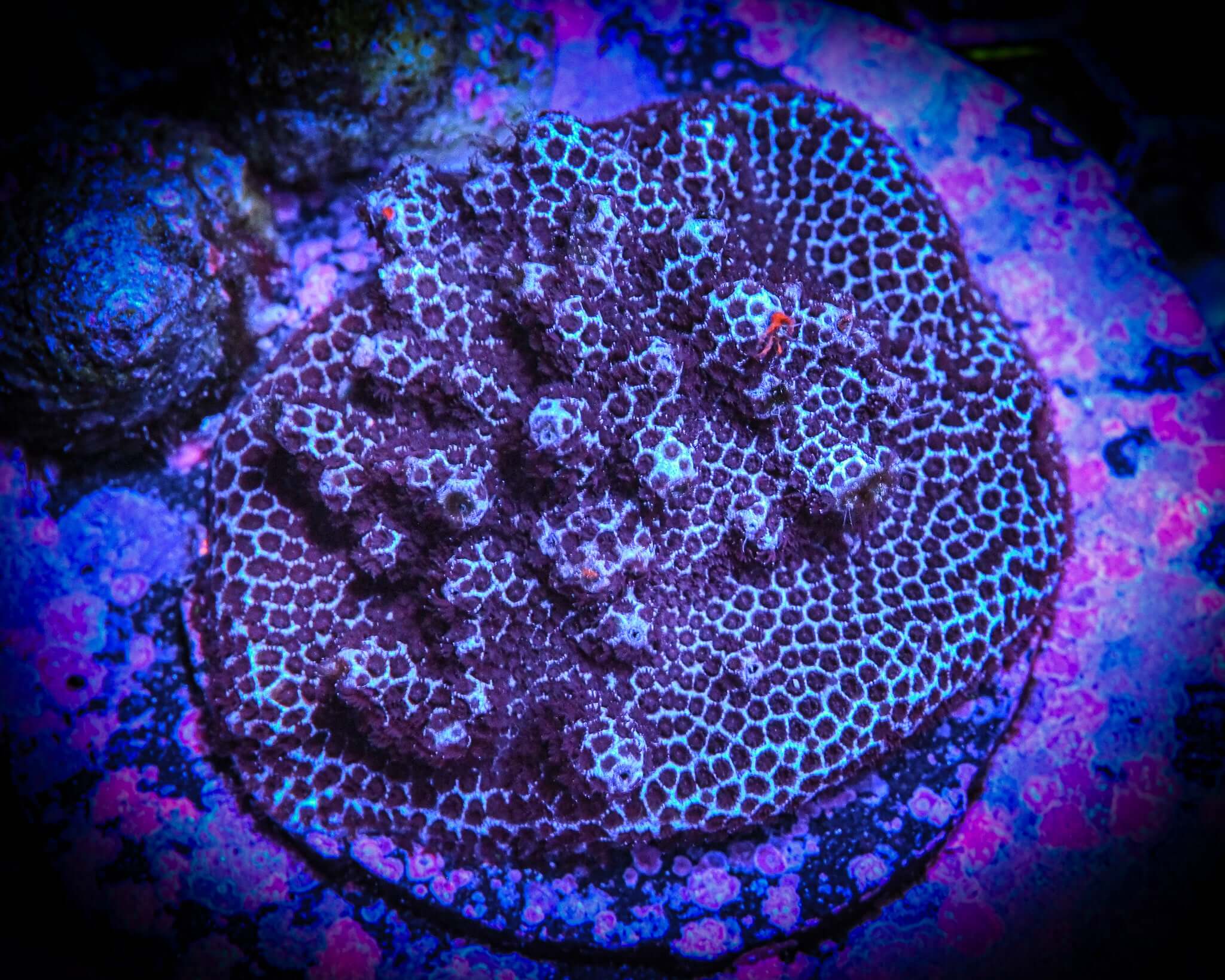 RC Blueberry Porites