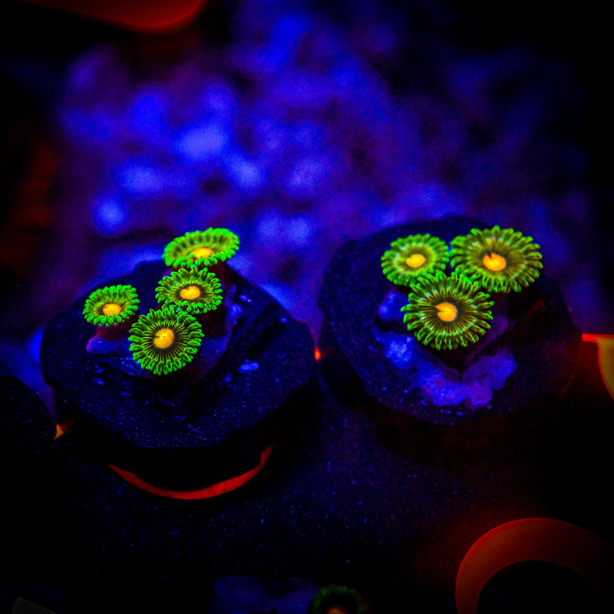 RC Roronoa Zoa Frag