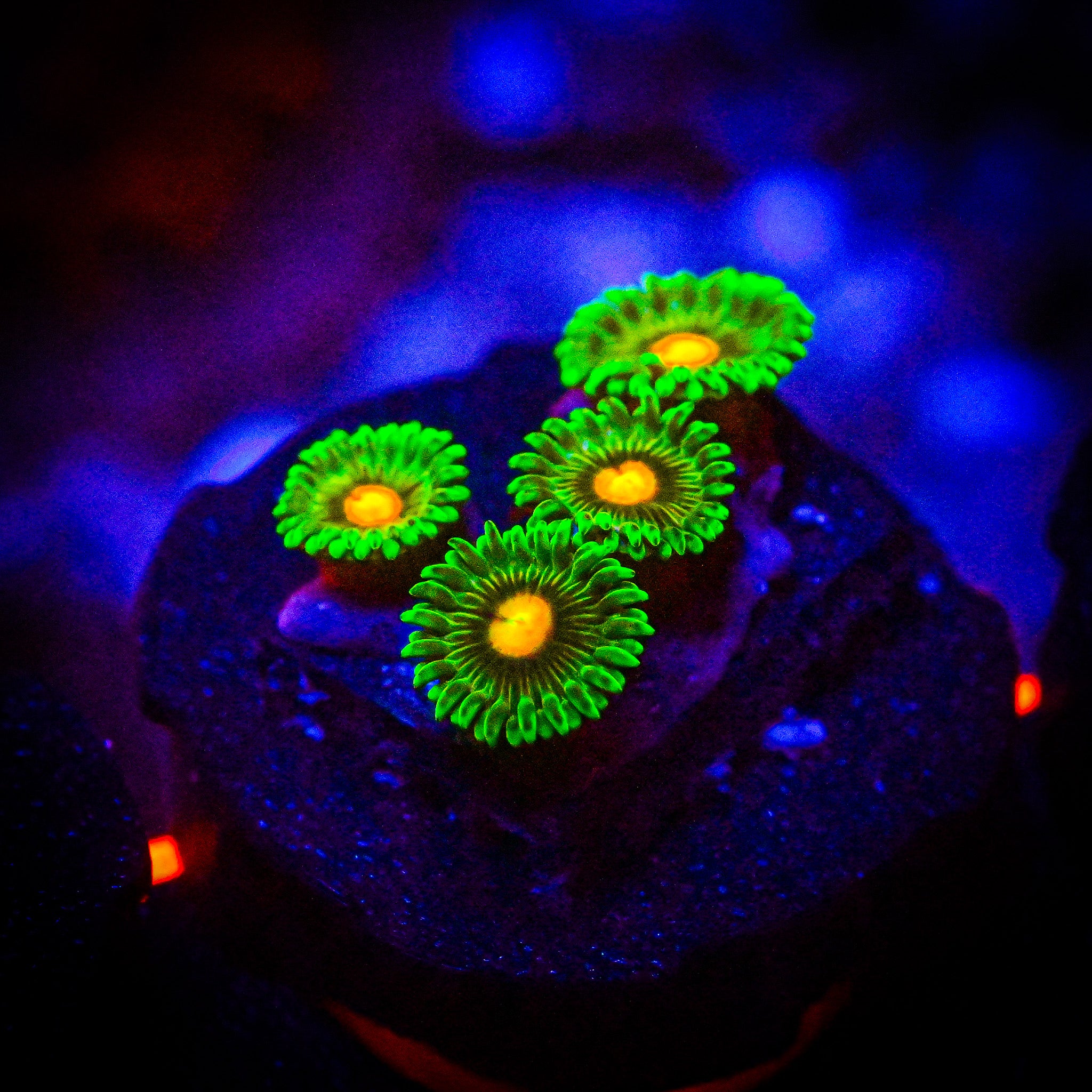RC Roronoa Zoa Frag