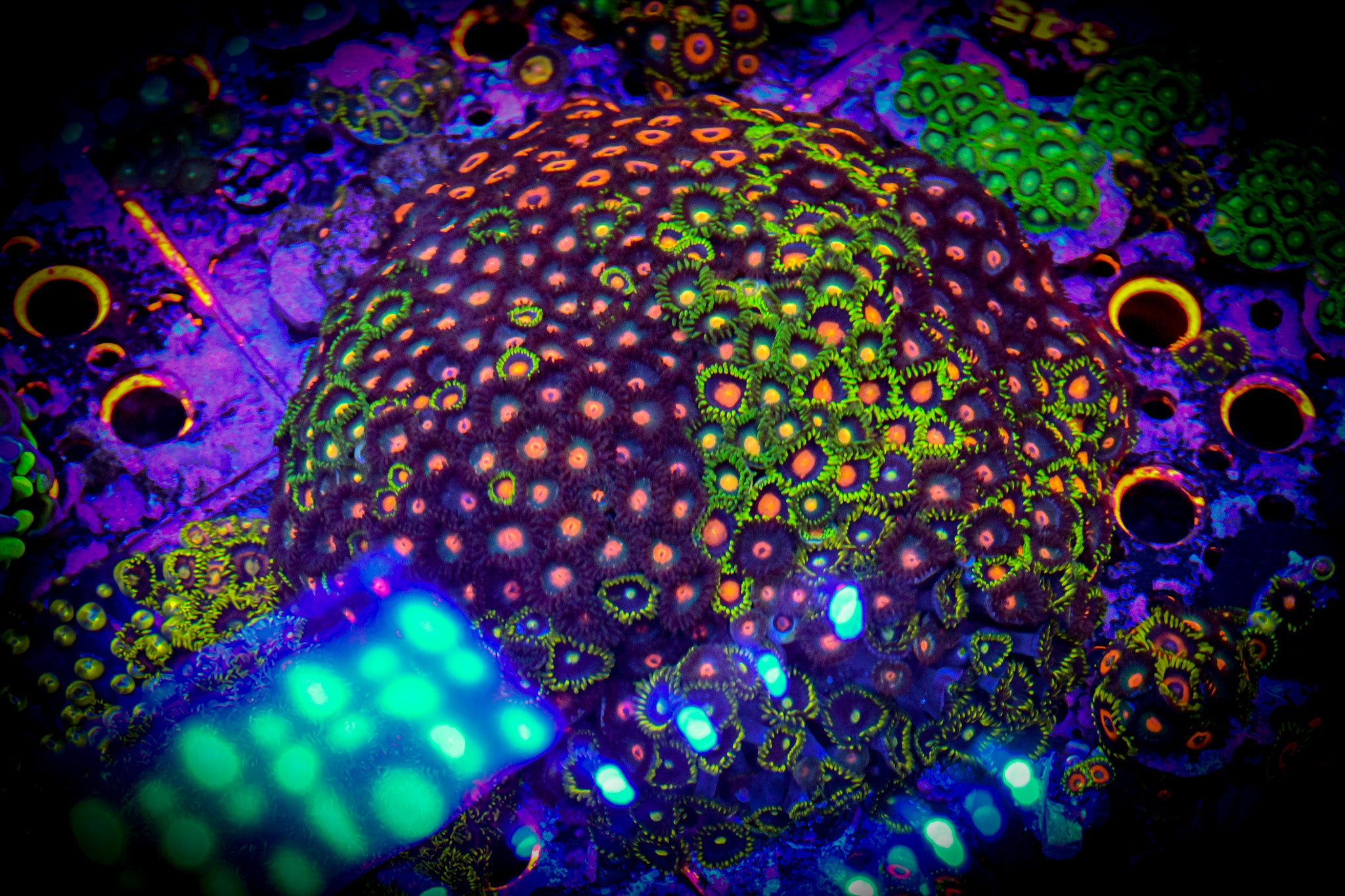 RC XL Mixed Zoa Colony WYSIWYG