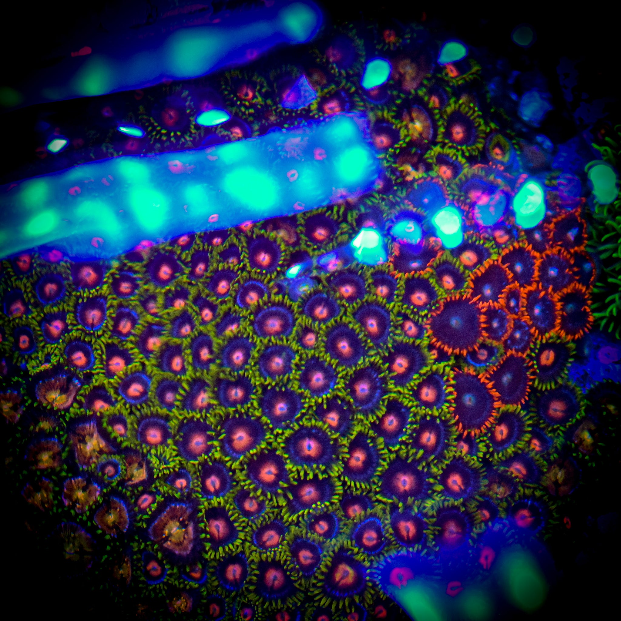 RC XL Mixed Zoa Colony WYSIWYG