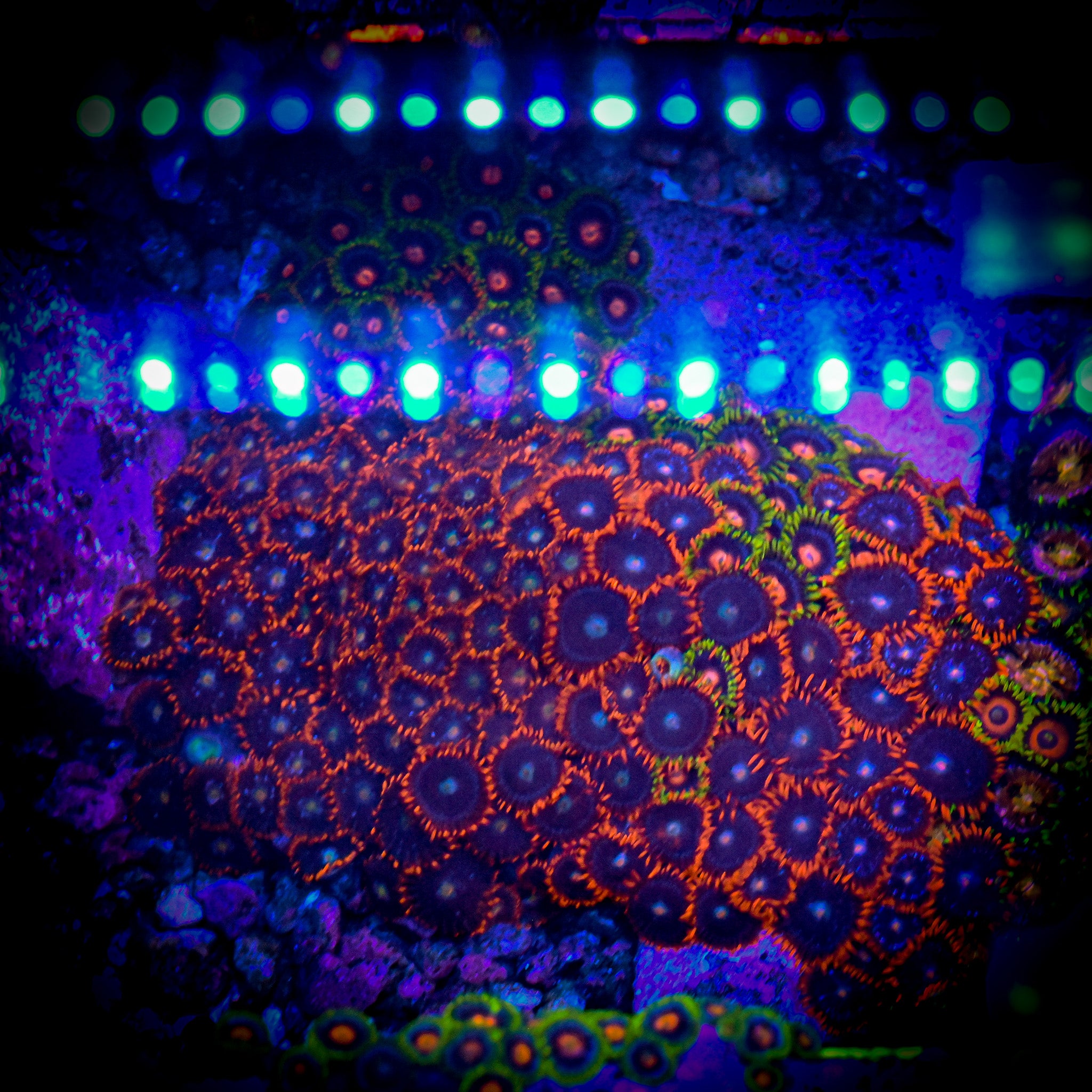 RC Mixed Zoa Colony WYSIWYG