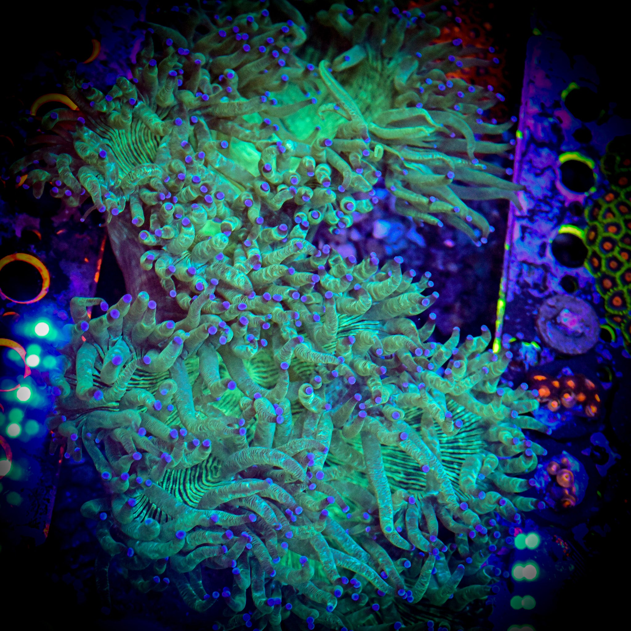 XXL Blue Tipped Elegance 6" WYSIWYG
