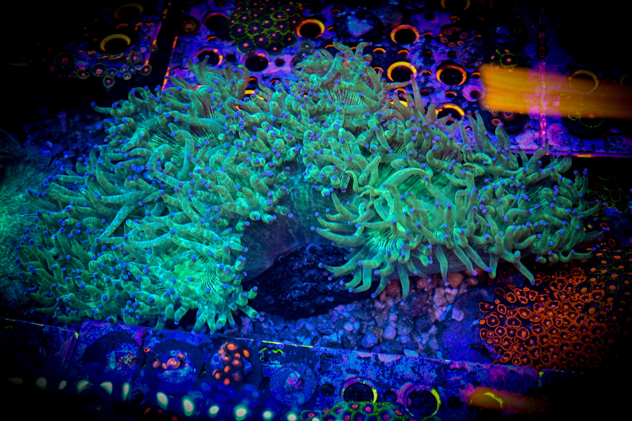 XXL Blue Tipped Elegance 6" WYSIWYG