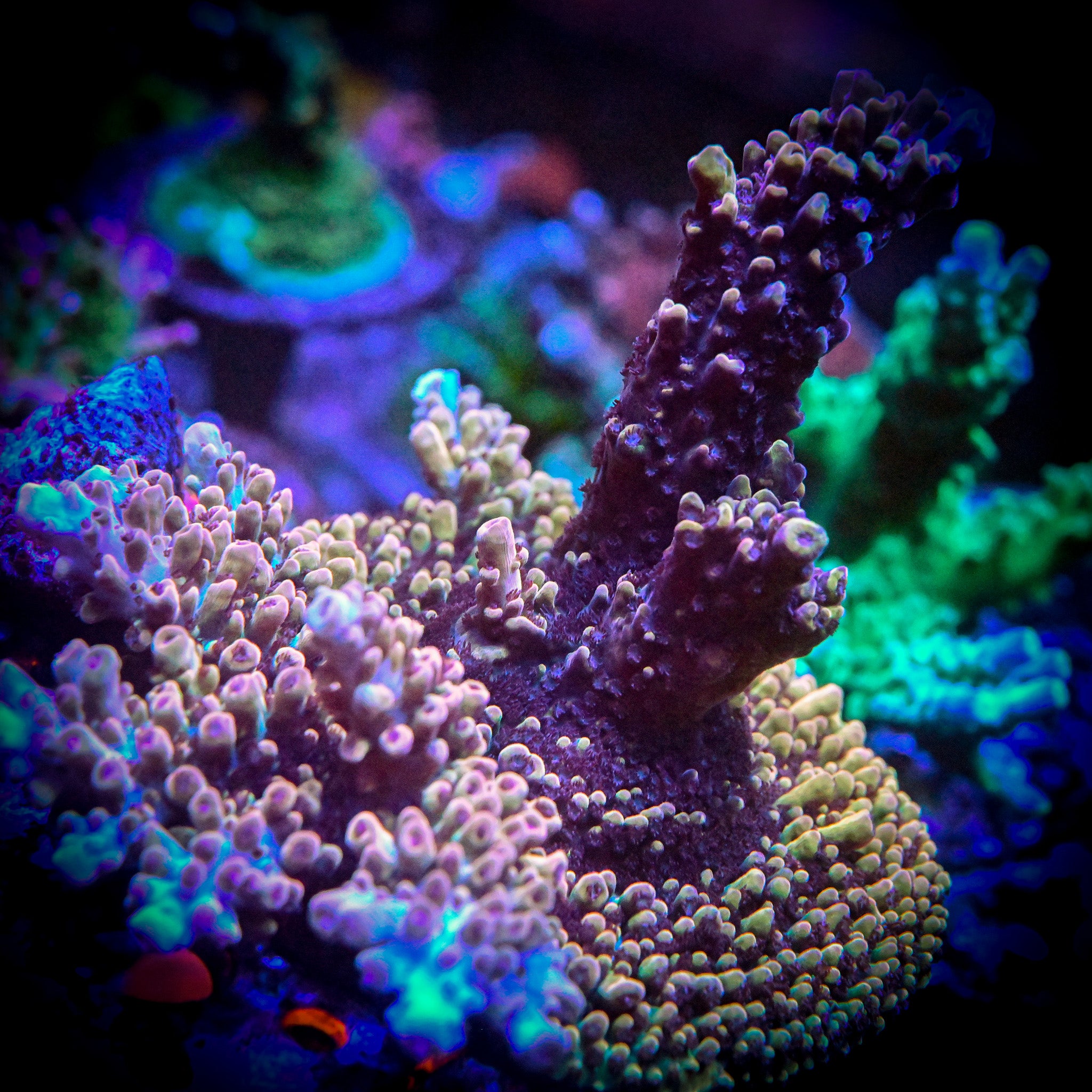 RC Blueberry Crumble Acropora